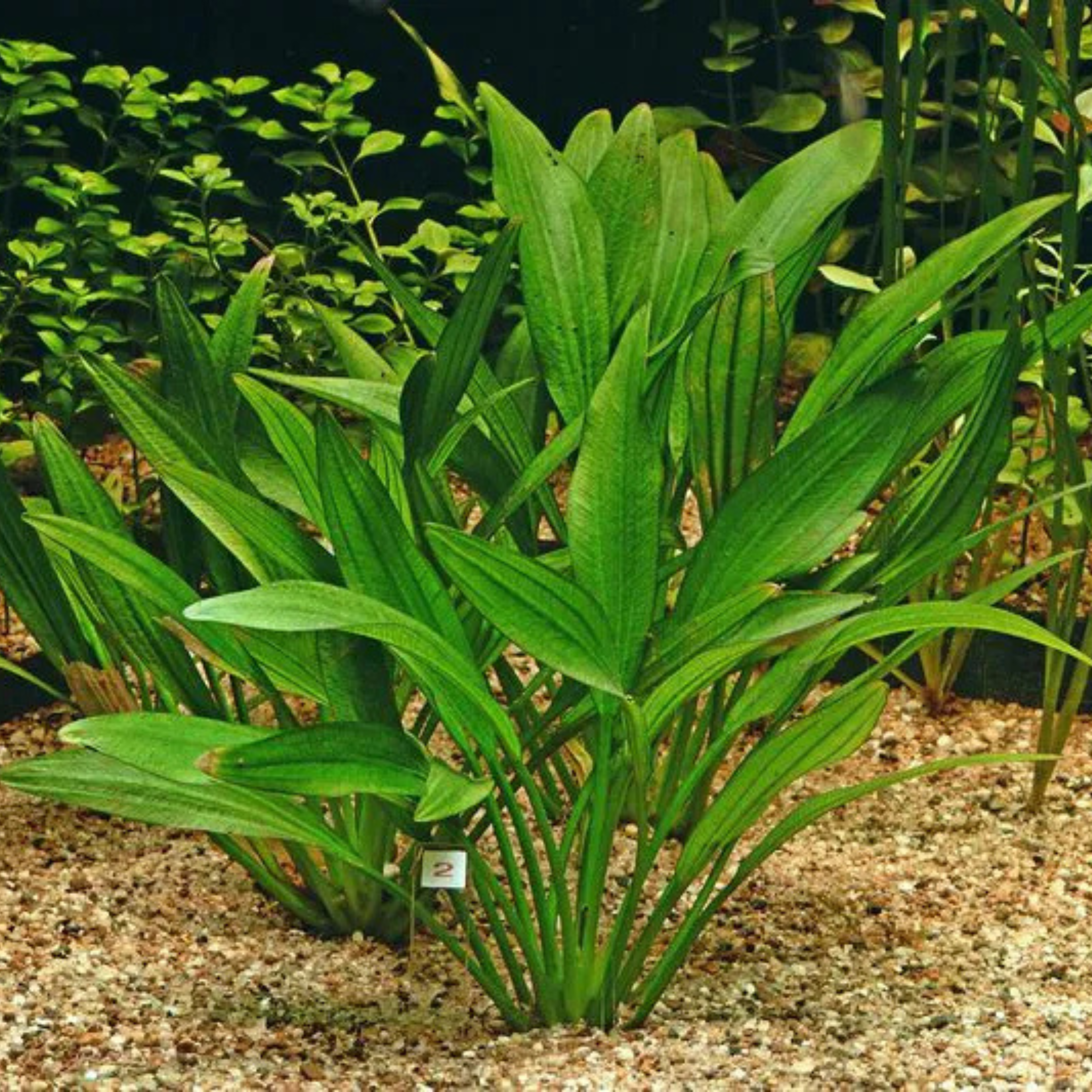 MRWP Echinodorus Argentine Aquarium Live Plant - view 2