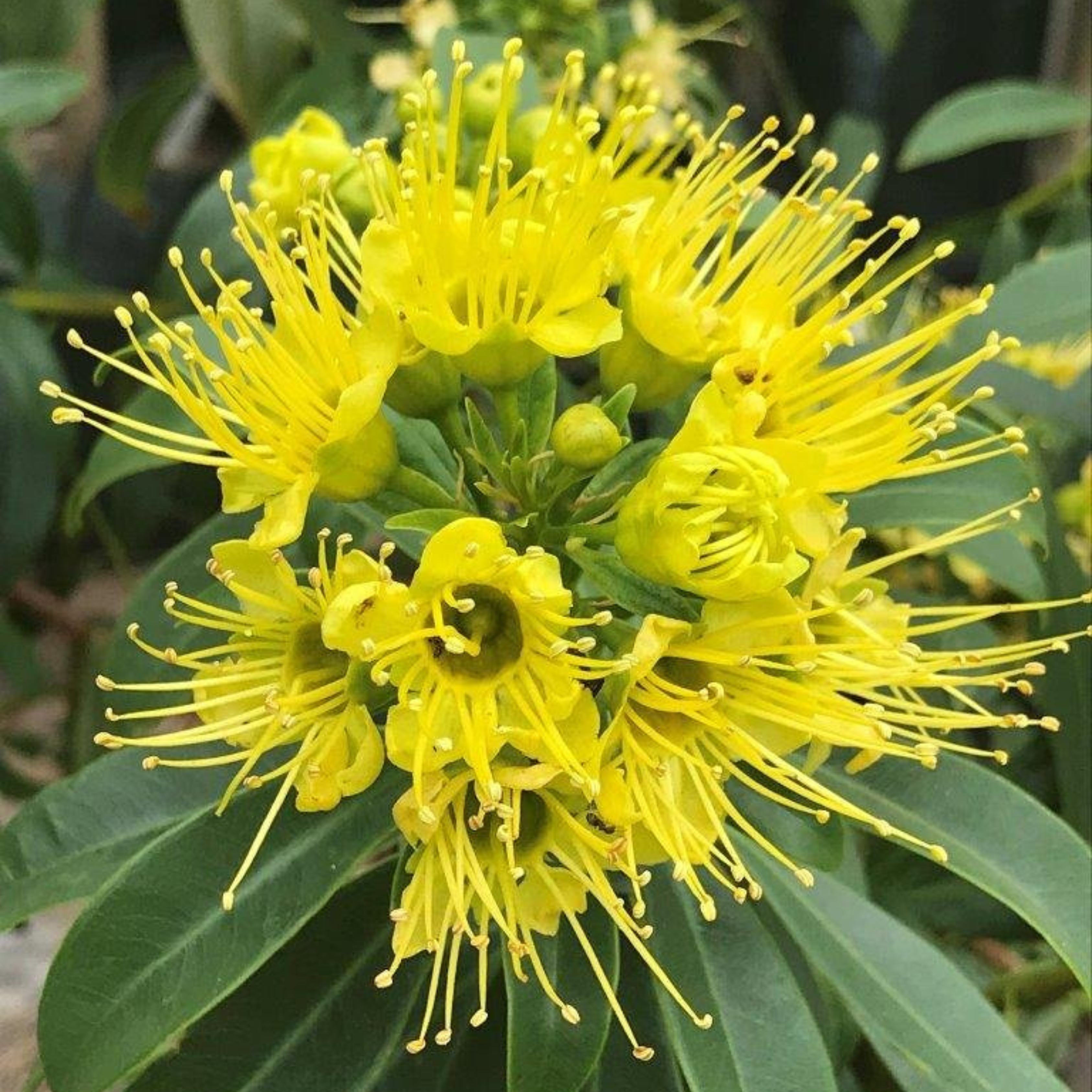 DZ Golden Penda / Rosida Yellow (Xanthostemon chrysanthus) Flowering Live Plant - view 2