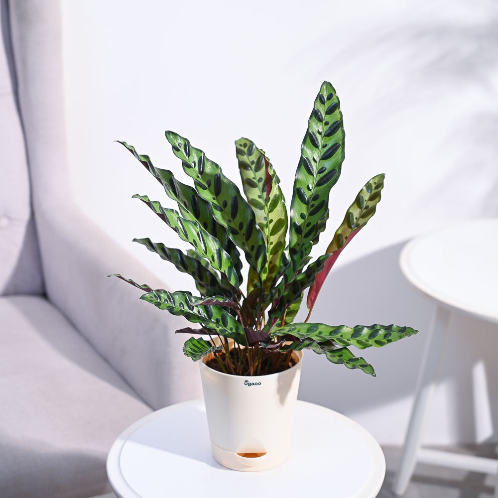 Ugaoo Calathea Rattlesnake Plant - view 50