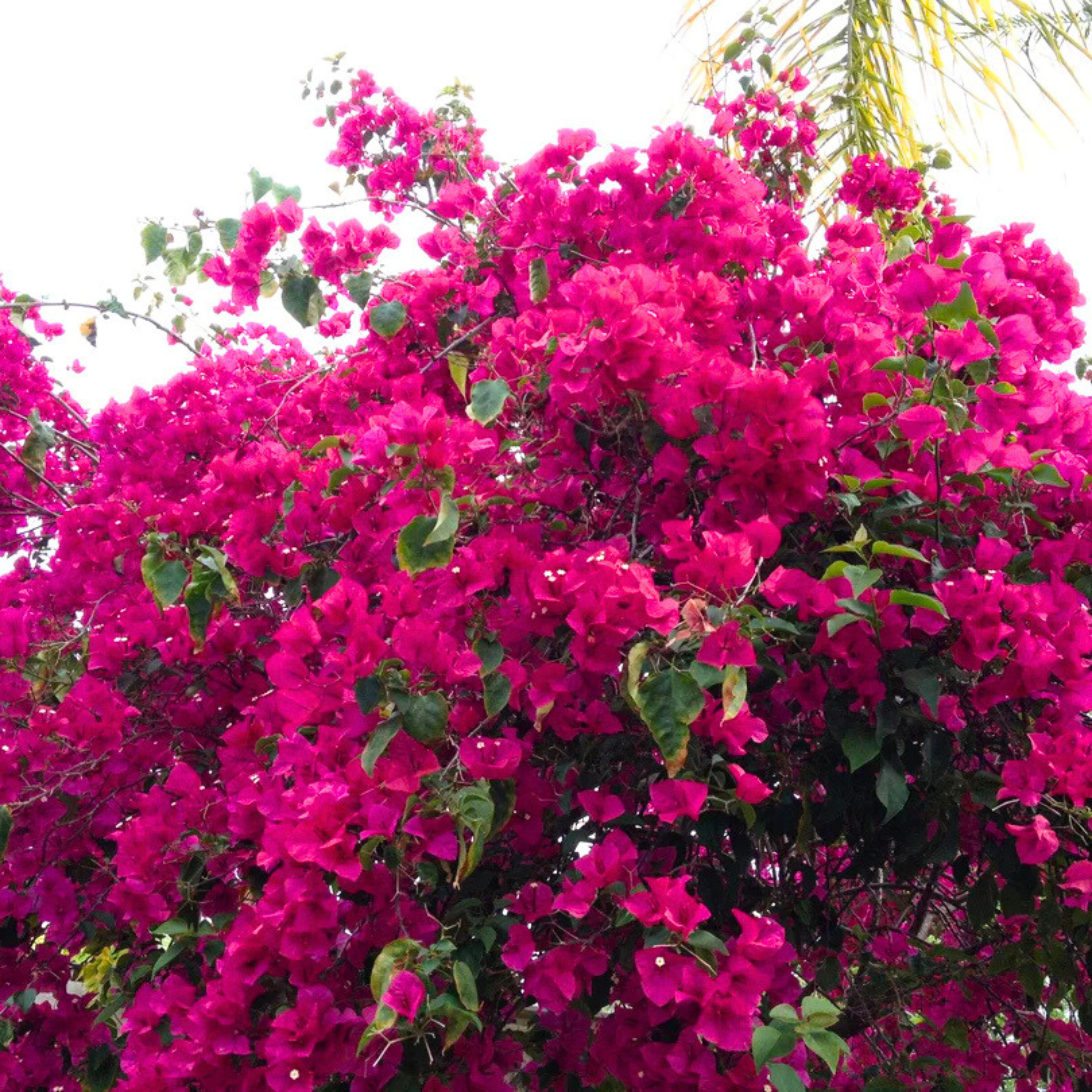 MR Bougainvillea Pink Creeper (Paper Flower) Flowering Live Plant - view 3