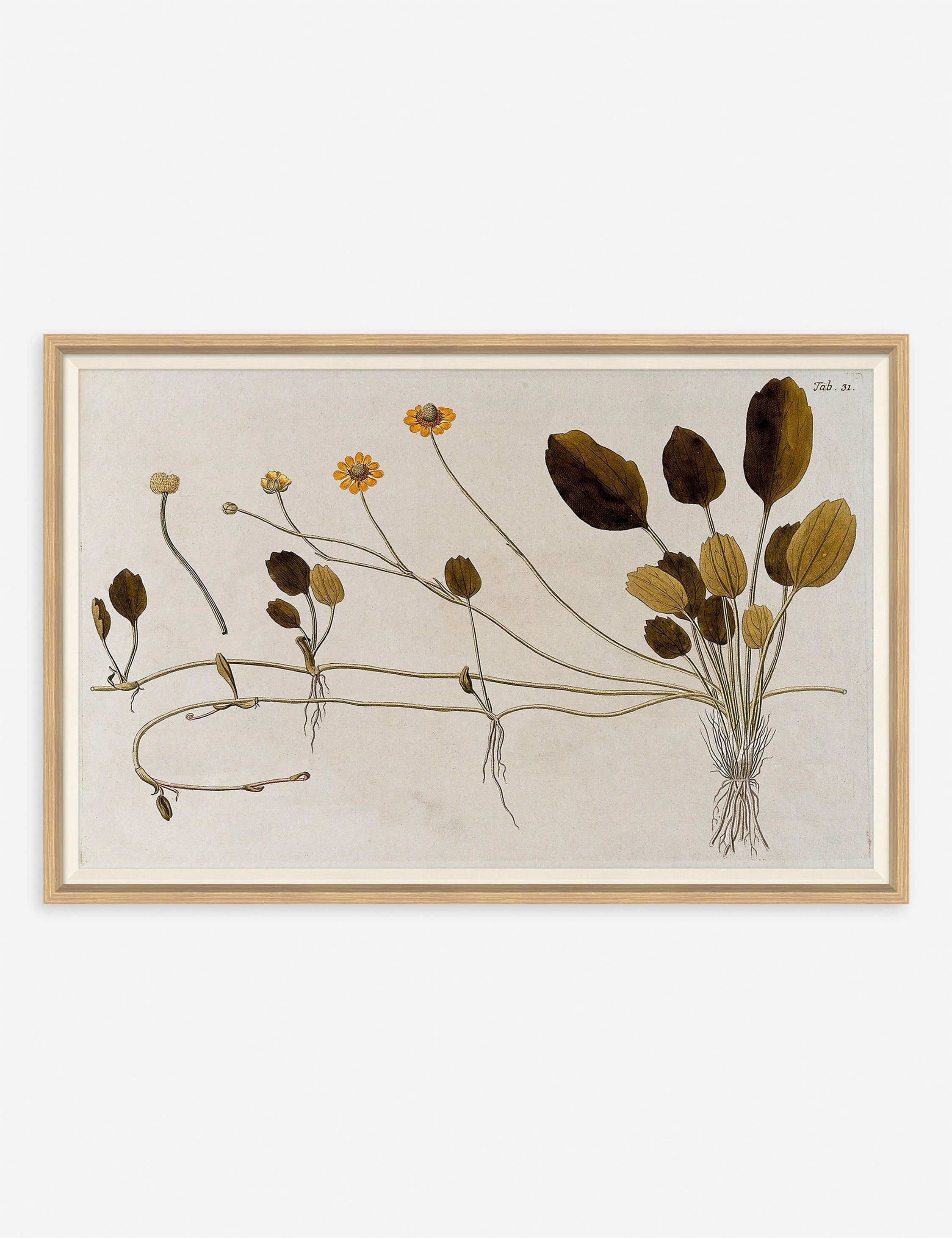 Lulu and Georgia Flowering Plants II Wall Art by Franz Anton Von Scheidl