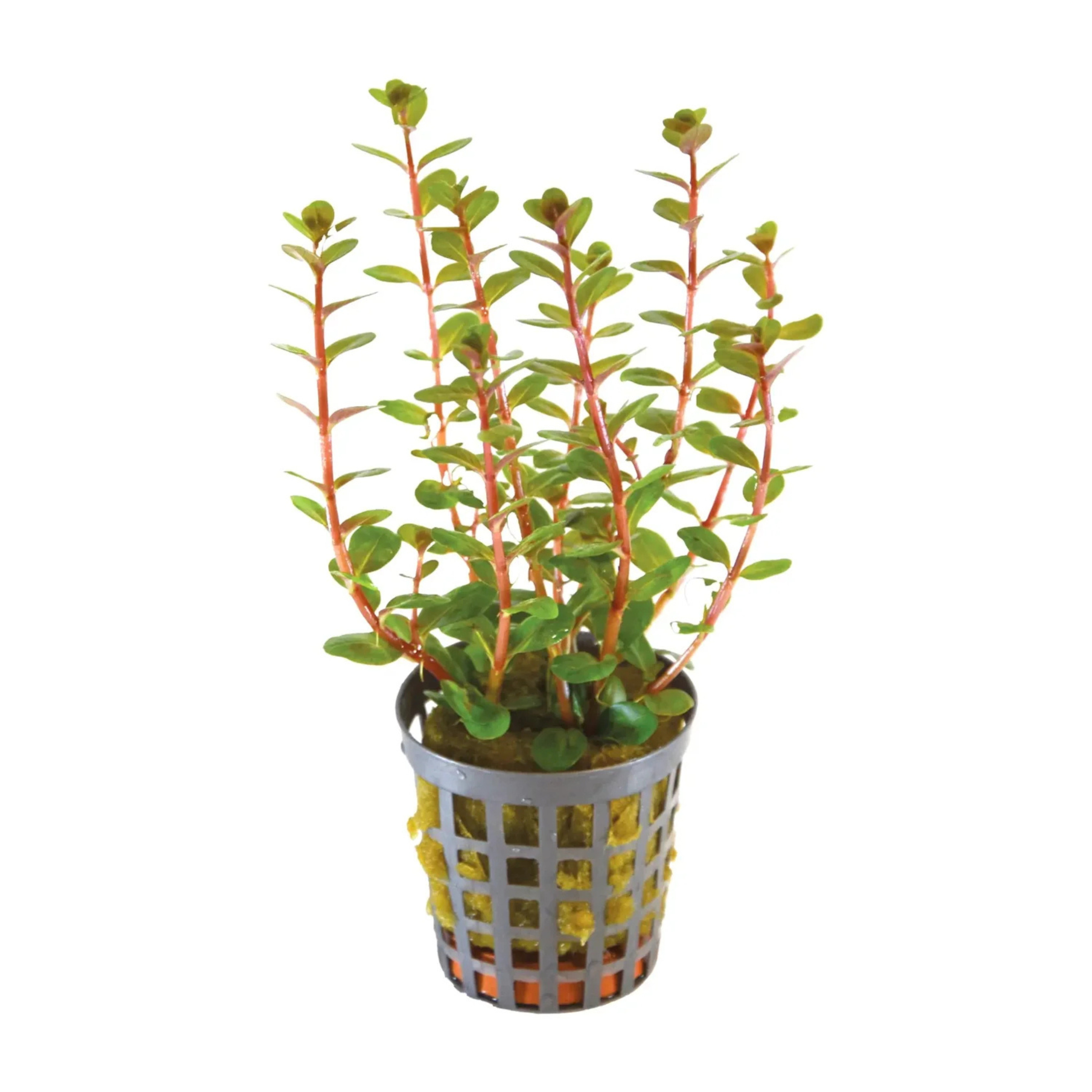 MRWP Rotala Macrandra Mini Red Aquarium Live Plant