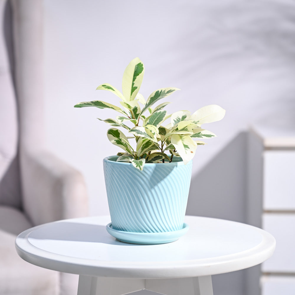 Ugaoo Ficus Prestige Plant - view 111