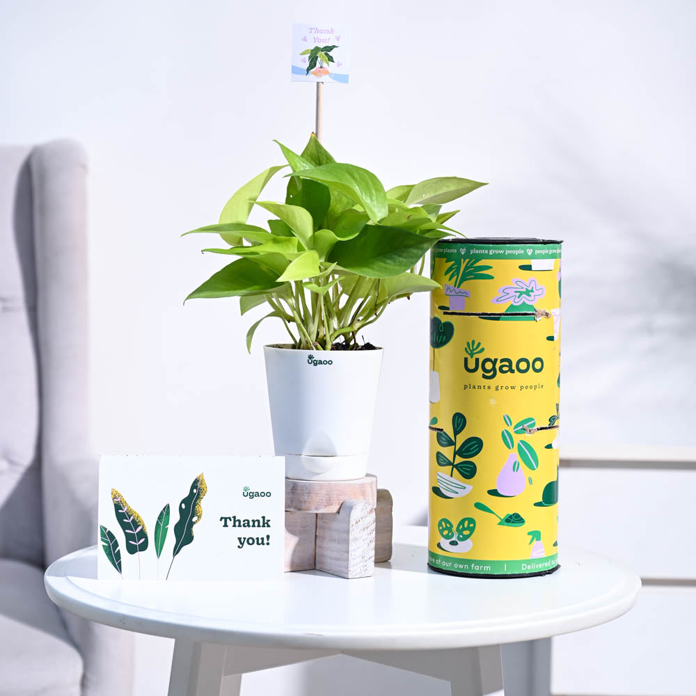 Ugaoo Money Plant Golden Thank you Gift Hamper - view 4
