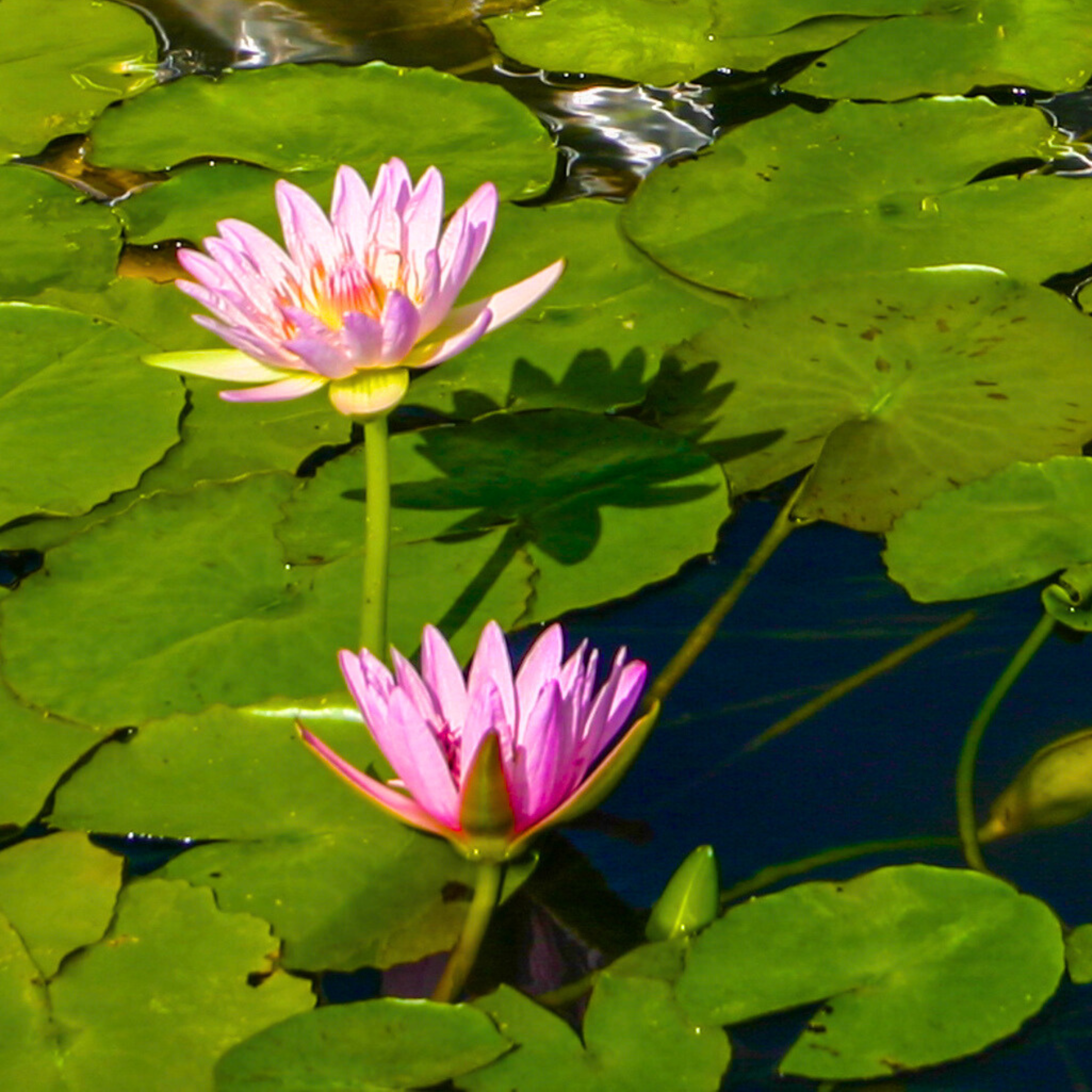 DZ Nymphaea Peach Blow - view 2
