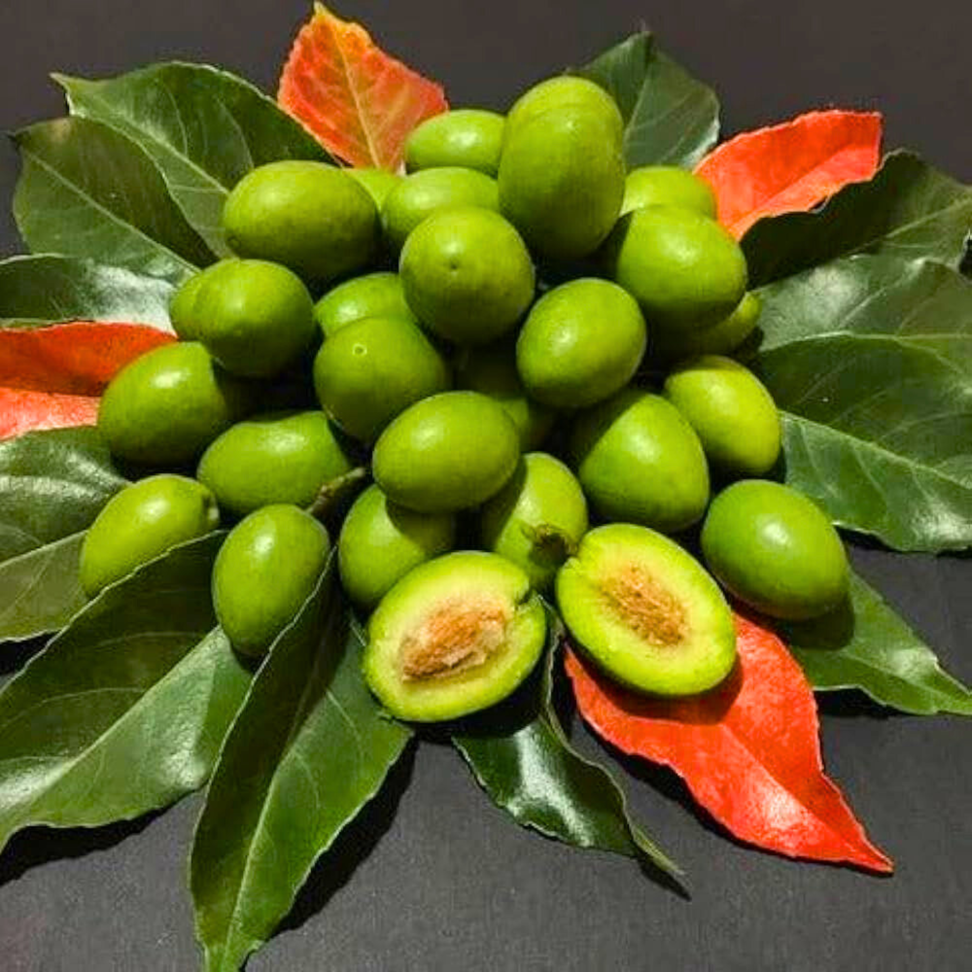 MR Sweet Ceylon Olive (Elaeocarpus Serratus) Live Plant