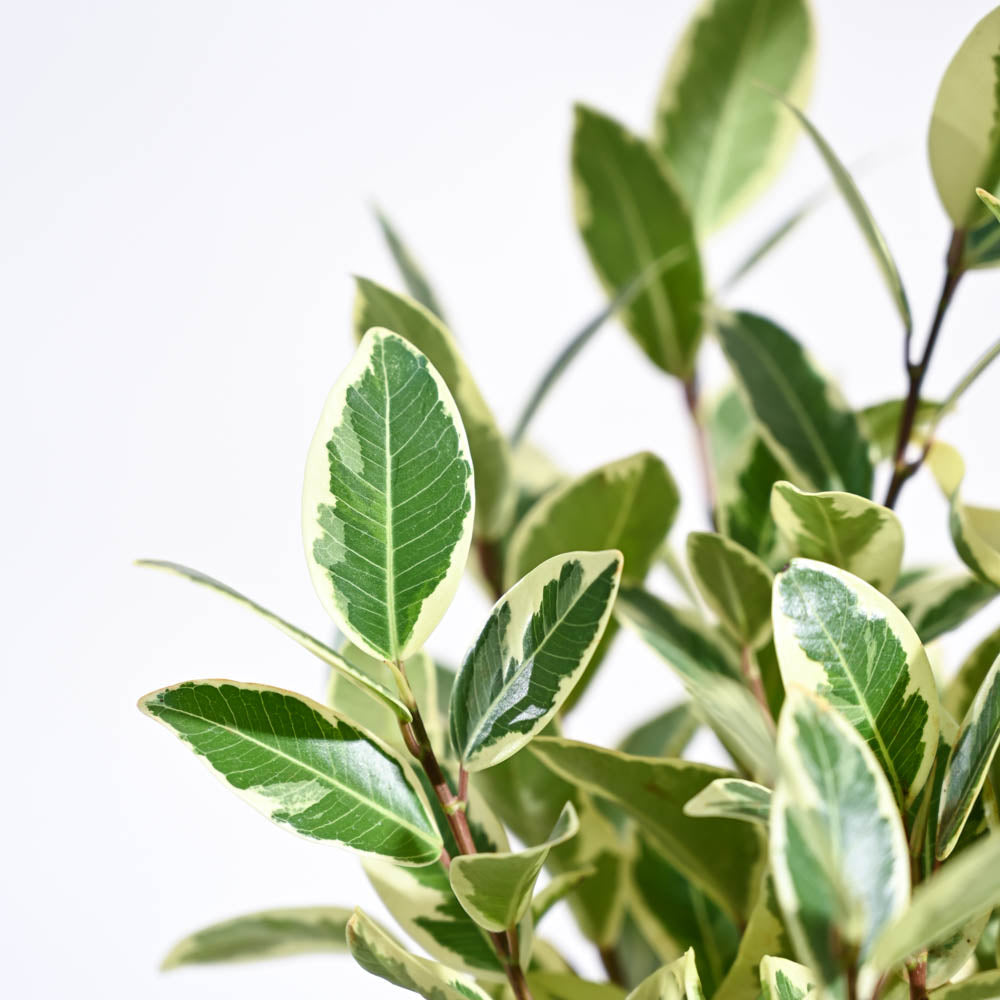 Ugaoo Ficus Prestige Plant - view 17