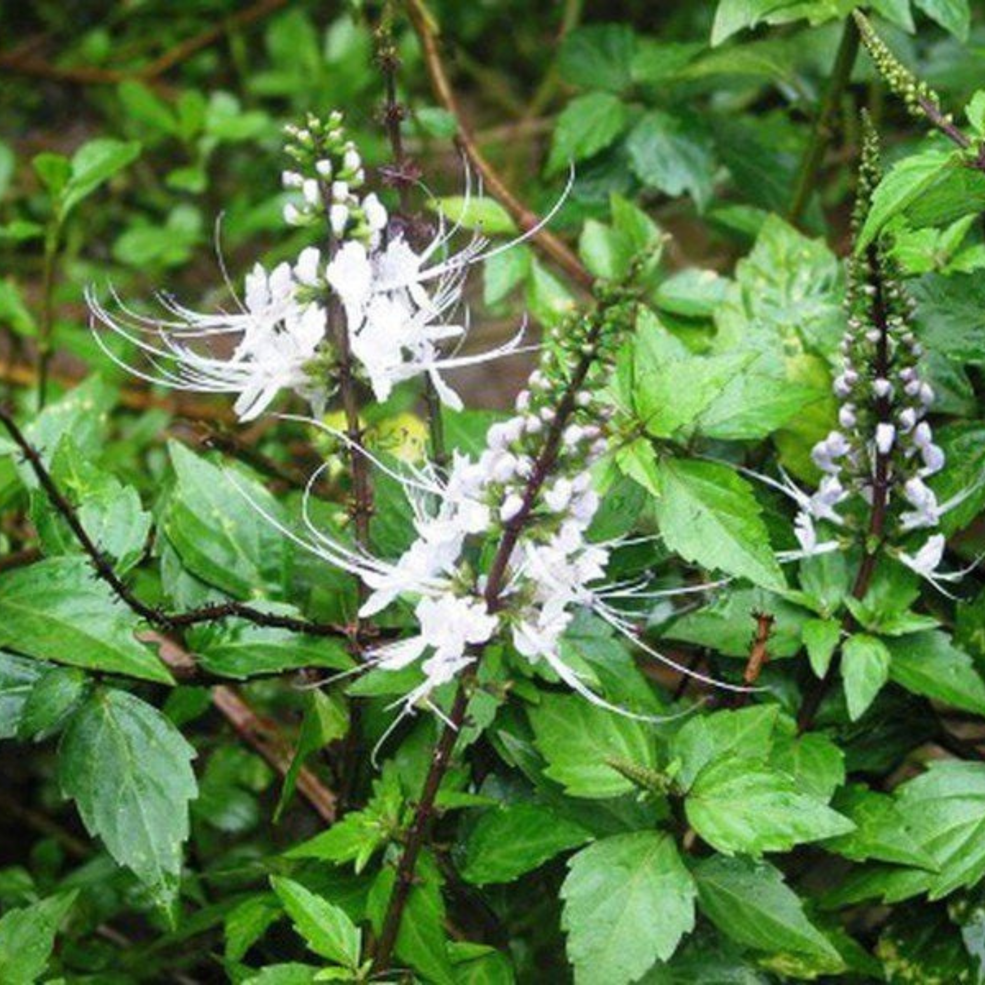DZ Poocha Meesha / Cats Whiskers (Orthosiphon Aristatus) Medicinal Live Plant