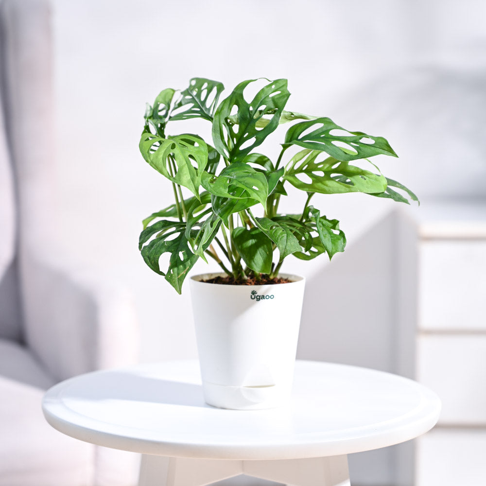 Ugaoo Broken Heart Plant - view 43
