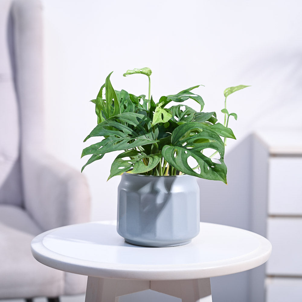 Ugaoo Broken Heart Plant - view 179