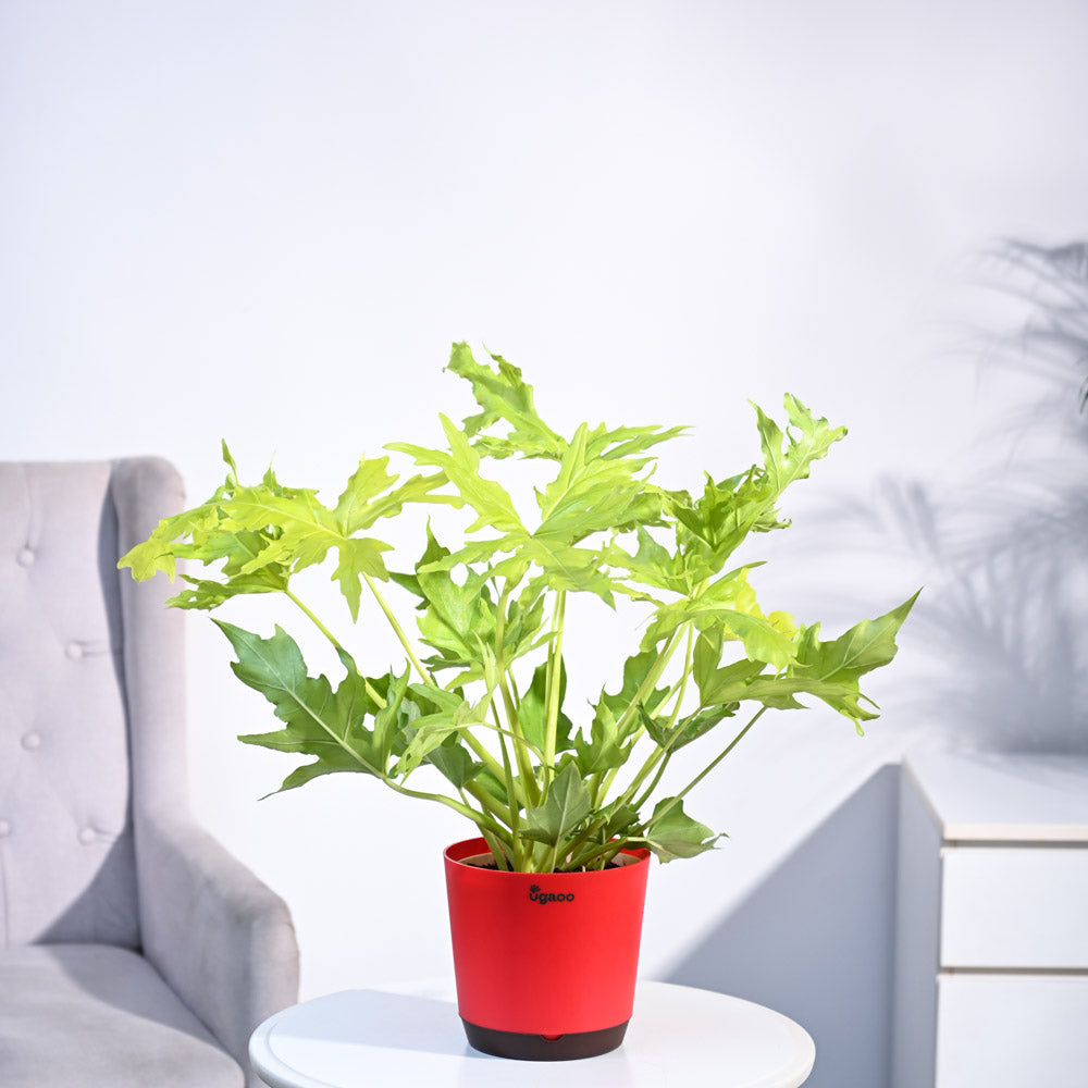 Ugaoo Philodendron Selloum Golden Plant - view 23