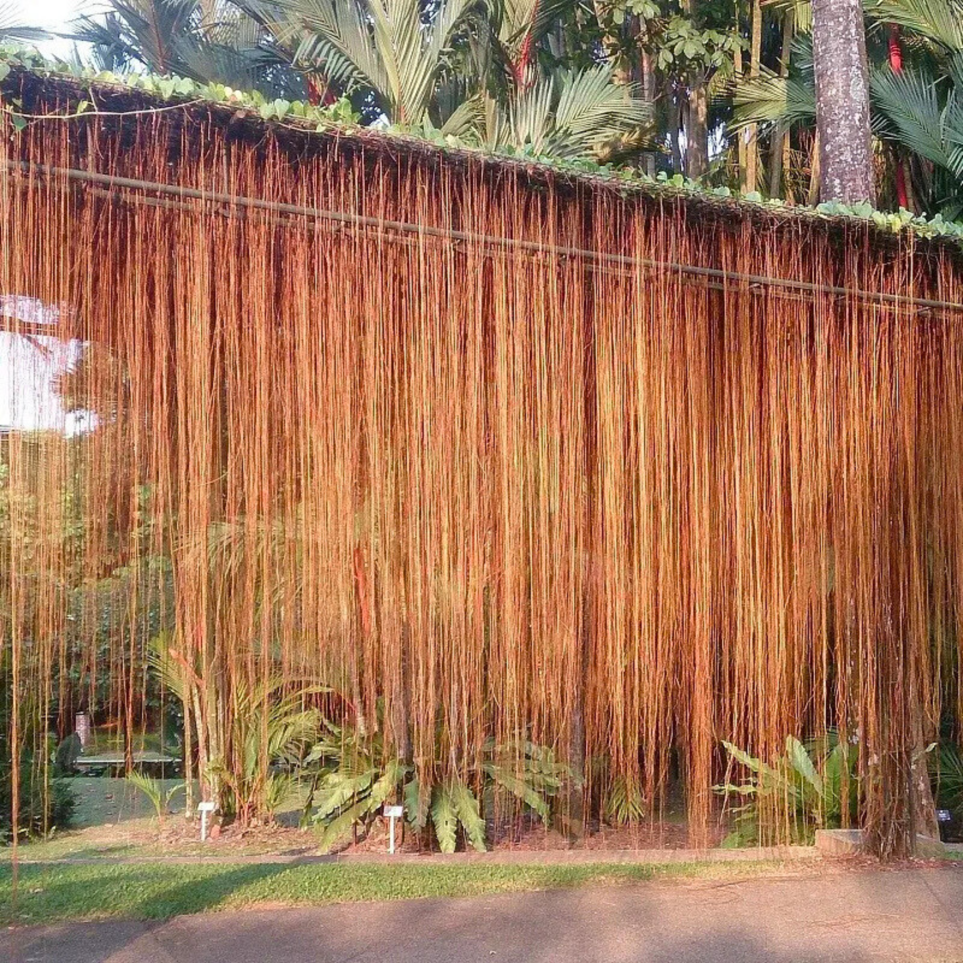 MR Princess Vine (Cissus verticillata) Creeper / Climber Live Plant - view 3
