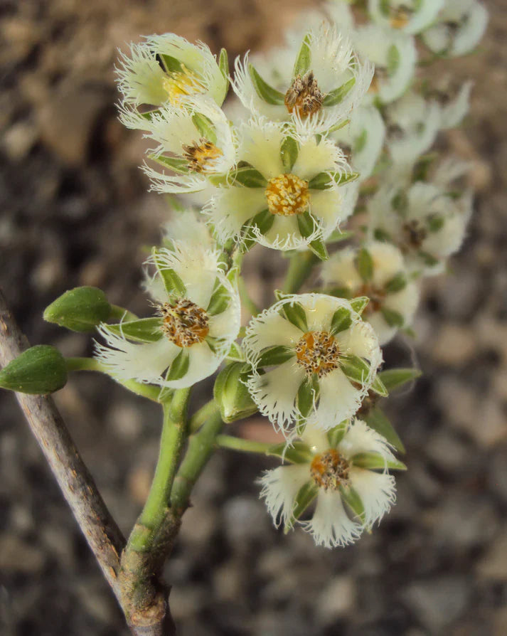 MR Ceylon Olive Live Plant (Elaeocarpus Serratus)