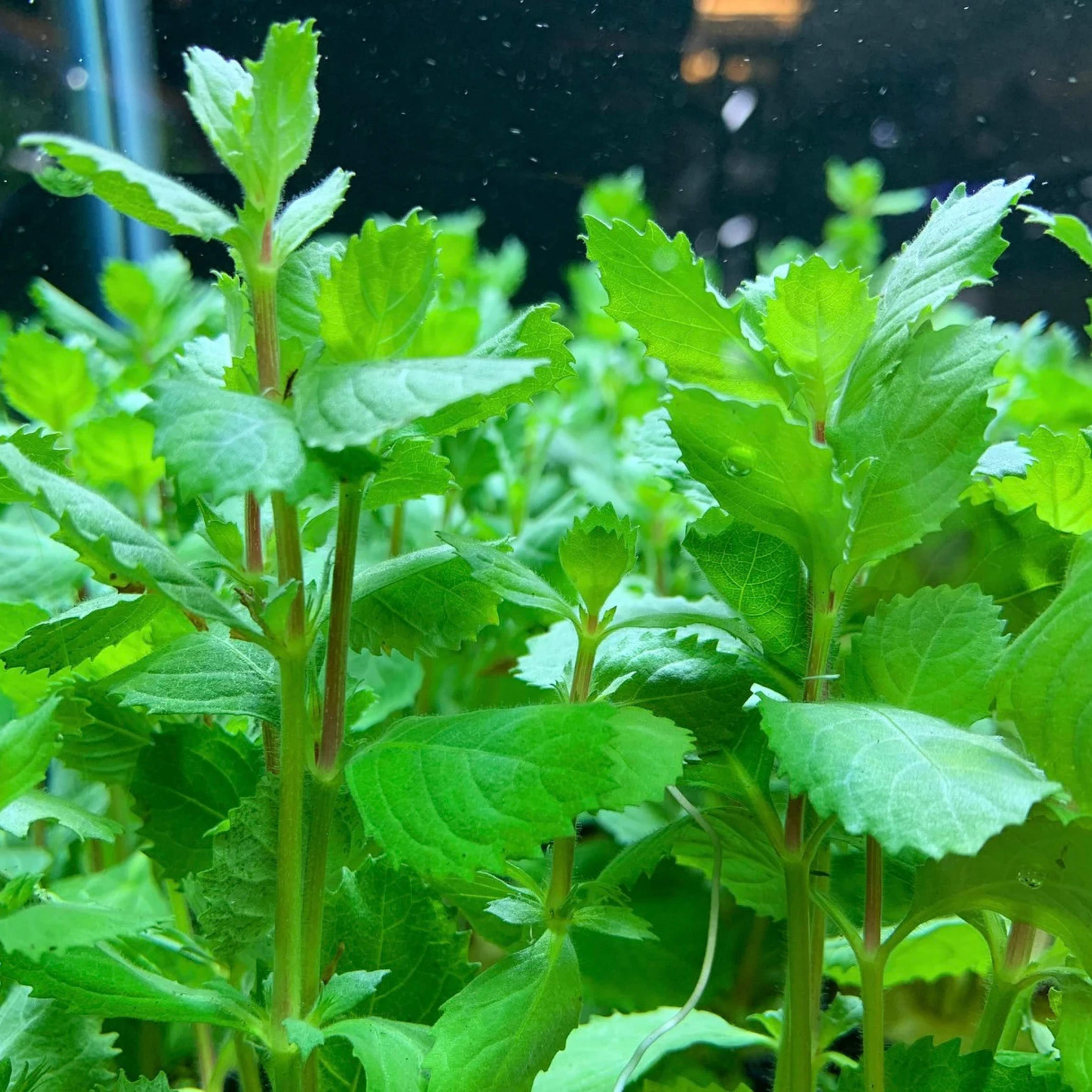 MRWP Water Wisteria (Hygrophila difformisa) Aquarium Live Plant - view 3