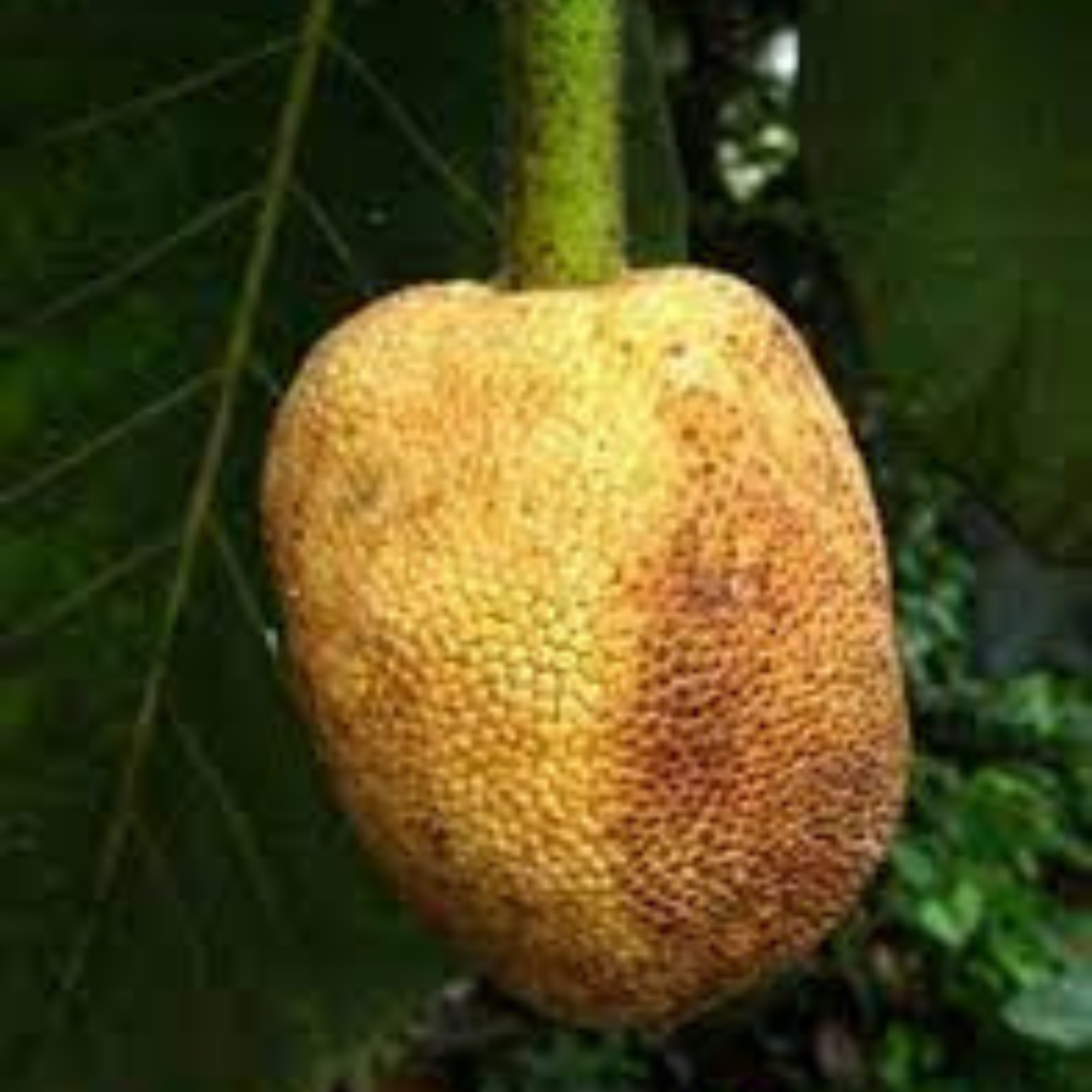 VL Pingan Fruit (Mountain Tarap) Fruit Live Plant