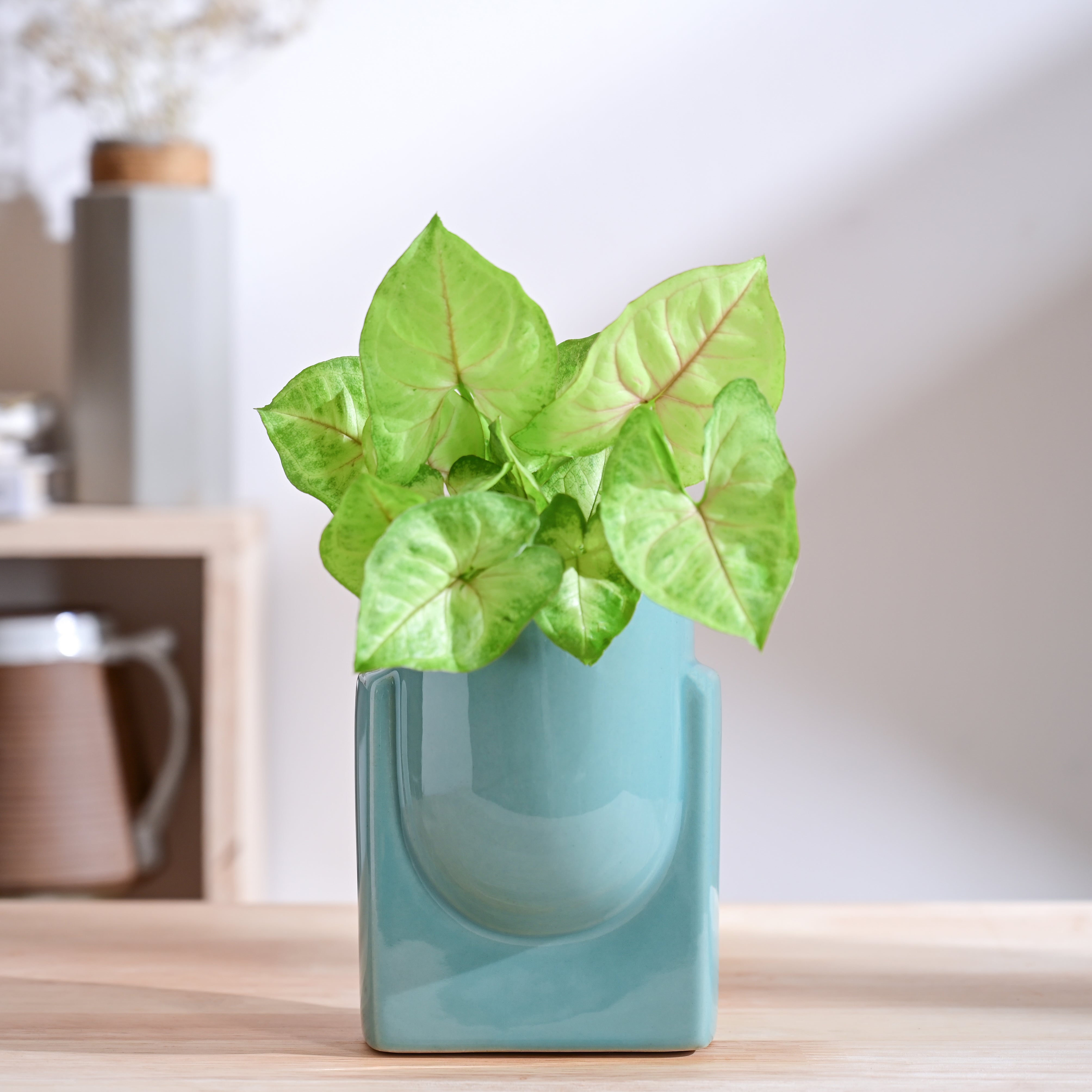Ugaoo Cats are Gods Ceramic Planter