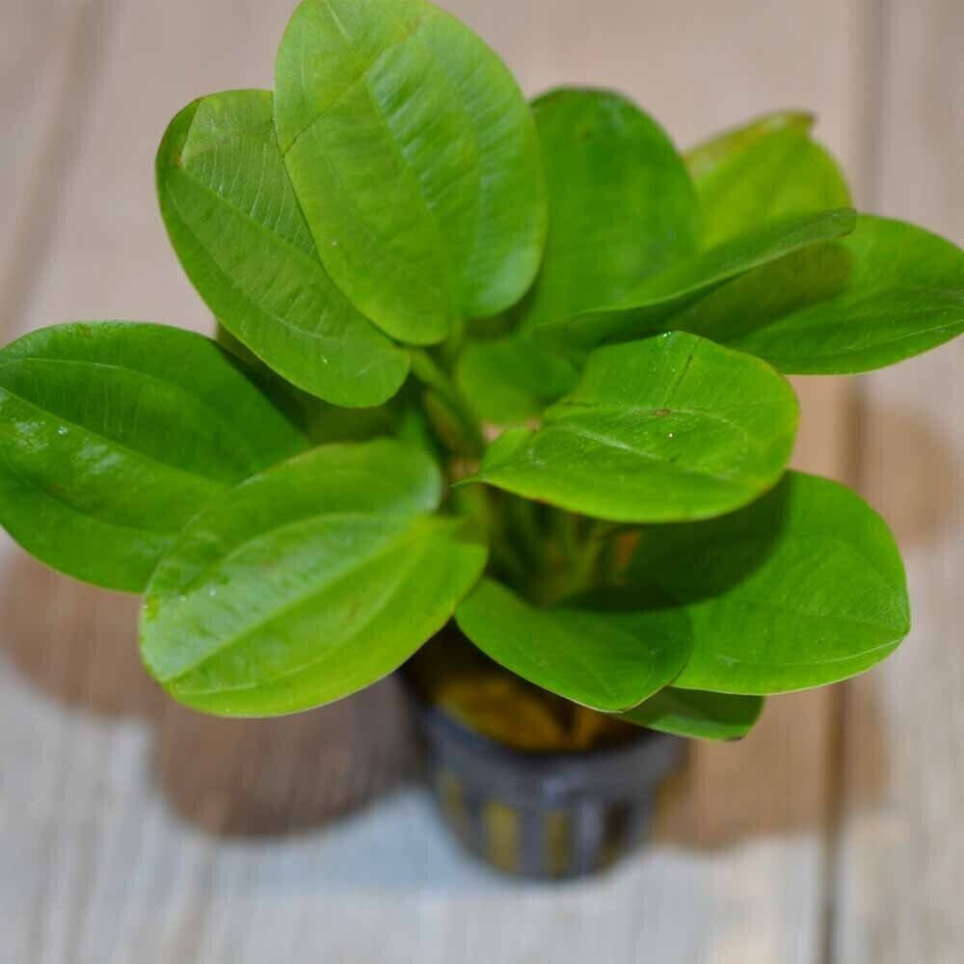 MRWP Echinodorus Horizontalis Mini Aquarium Live Plant - view 2