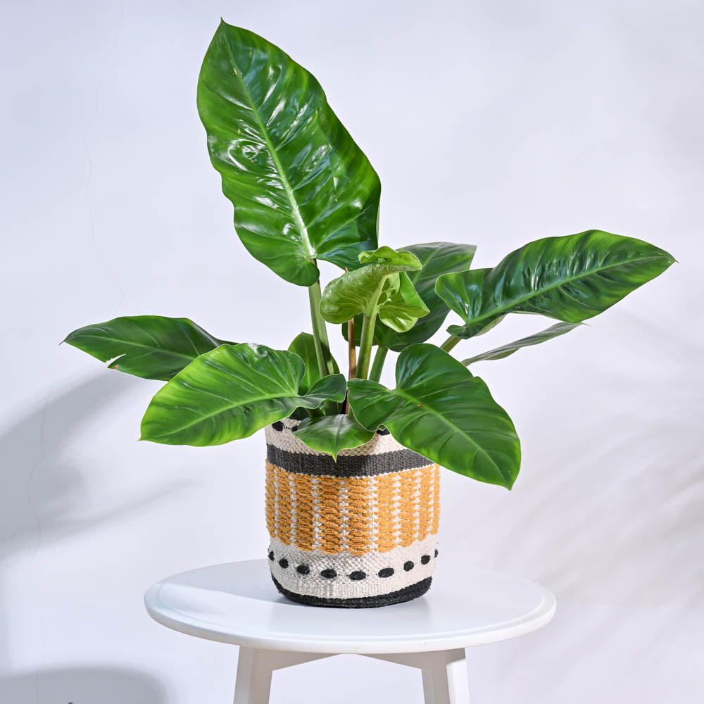 Ugaoo Rays Cotton Planter
