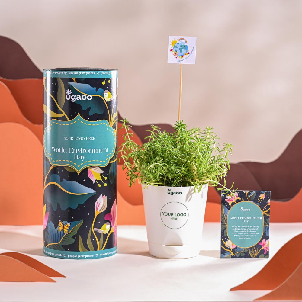 Ugaoo Golden Sedum Plant For Environment Day Gifting - view 8