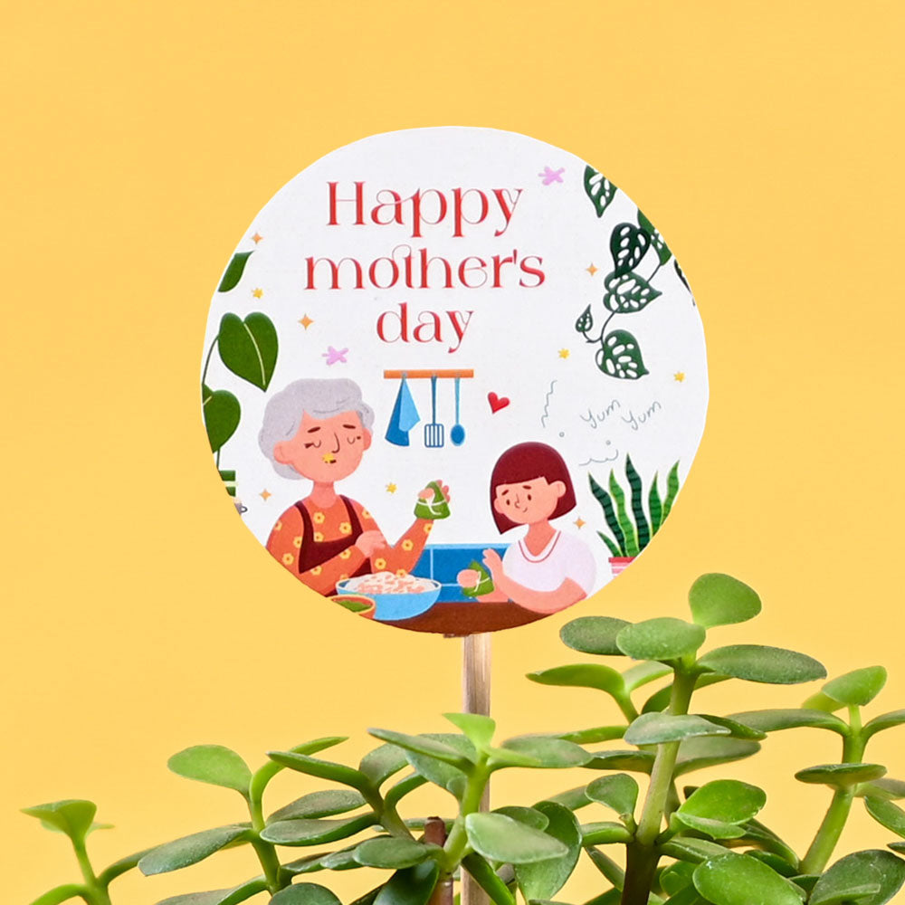 Ugaoo Jade Mini Plant For Mother's Day Gifting - view 3