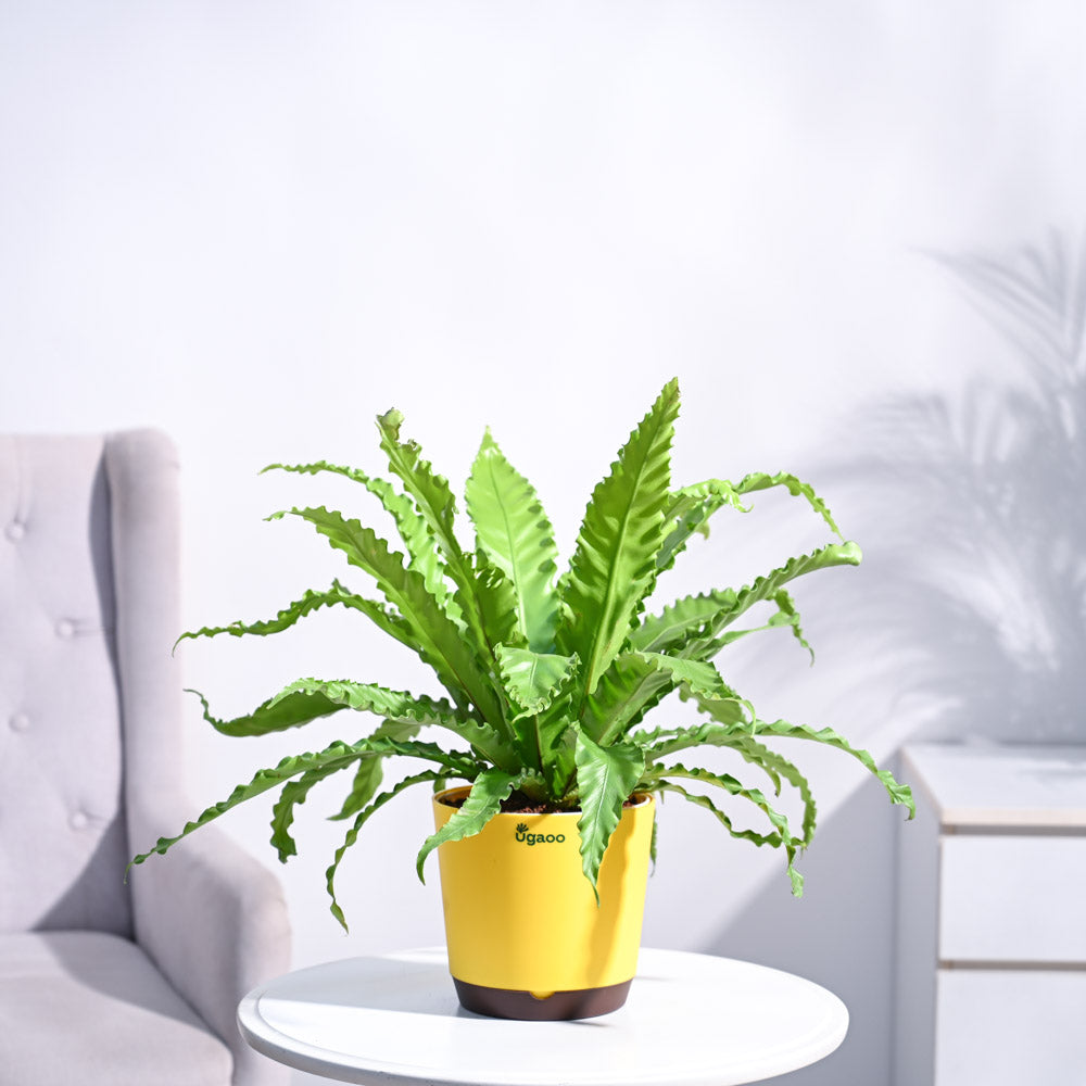 Ugaoo Osaka Bird Nest Fern - view 2