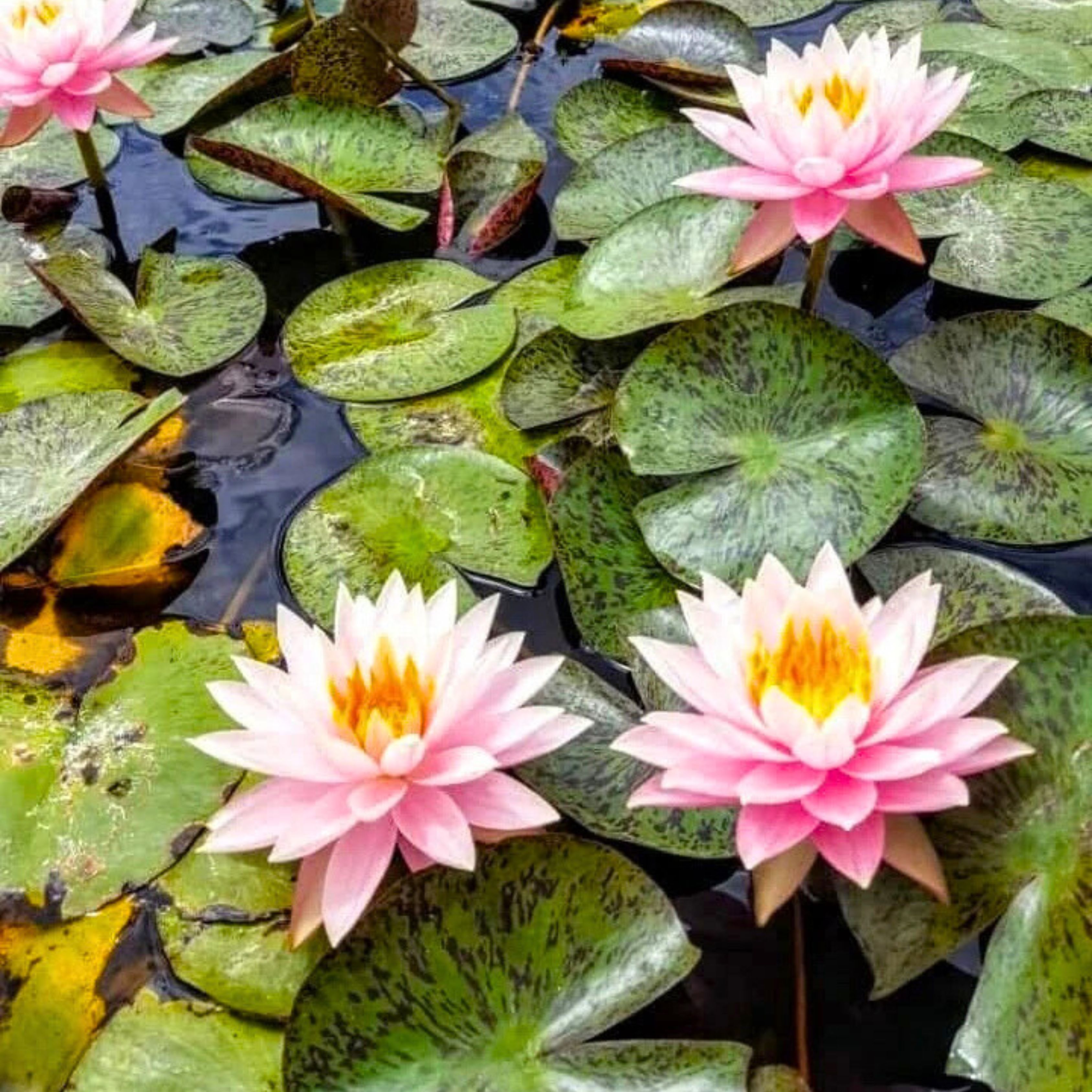 DZ Nymphaea Myra
