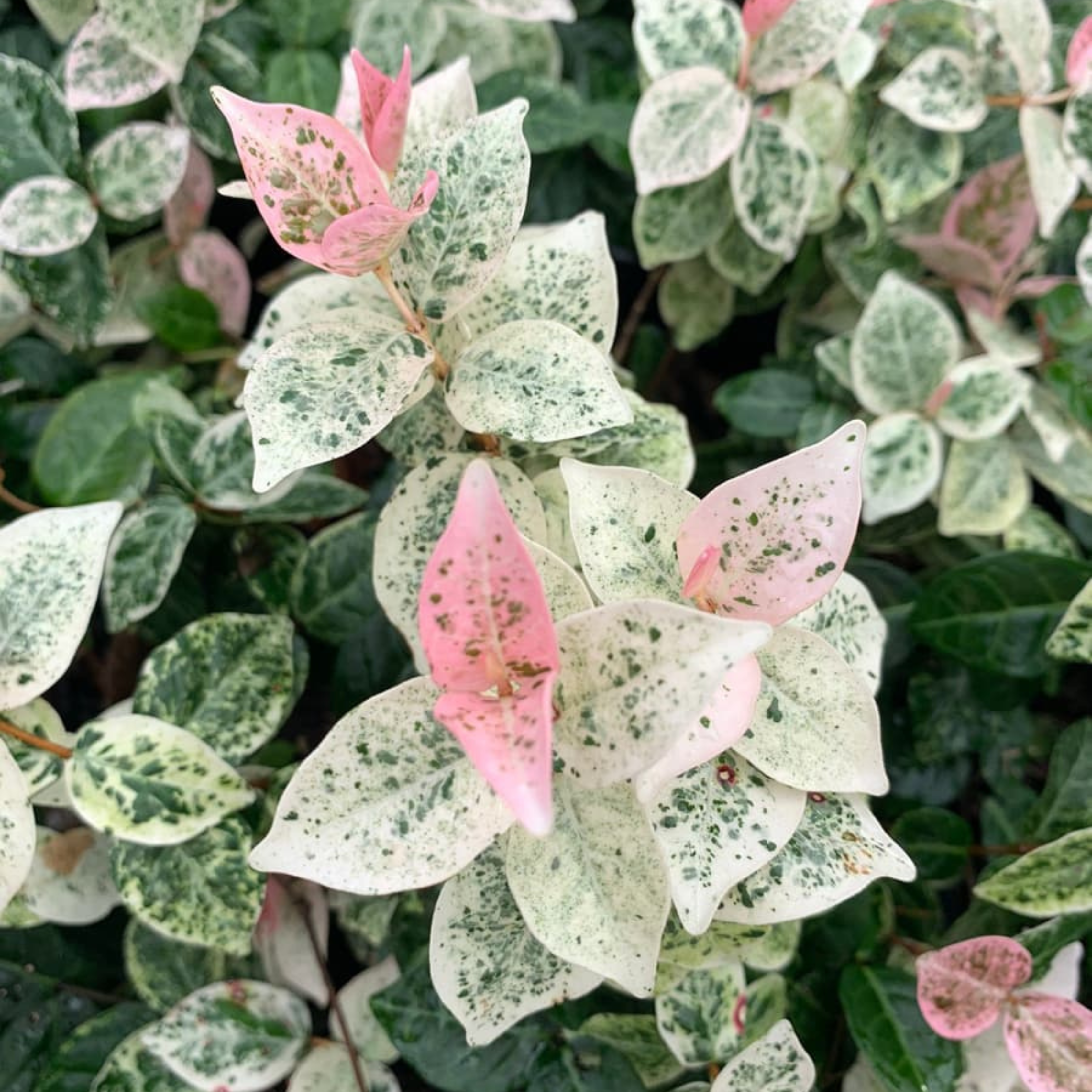 MR Asiatic Jasmine Variegated Ornamental Live Plant - view 5