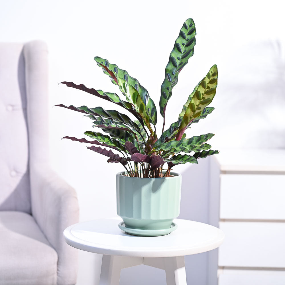 Ugaoo Calathea Rattlesnake Plant - view 86