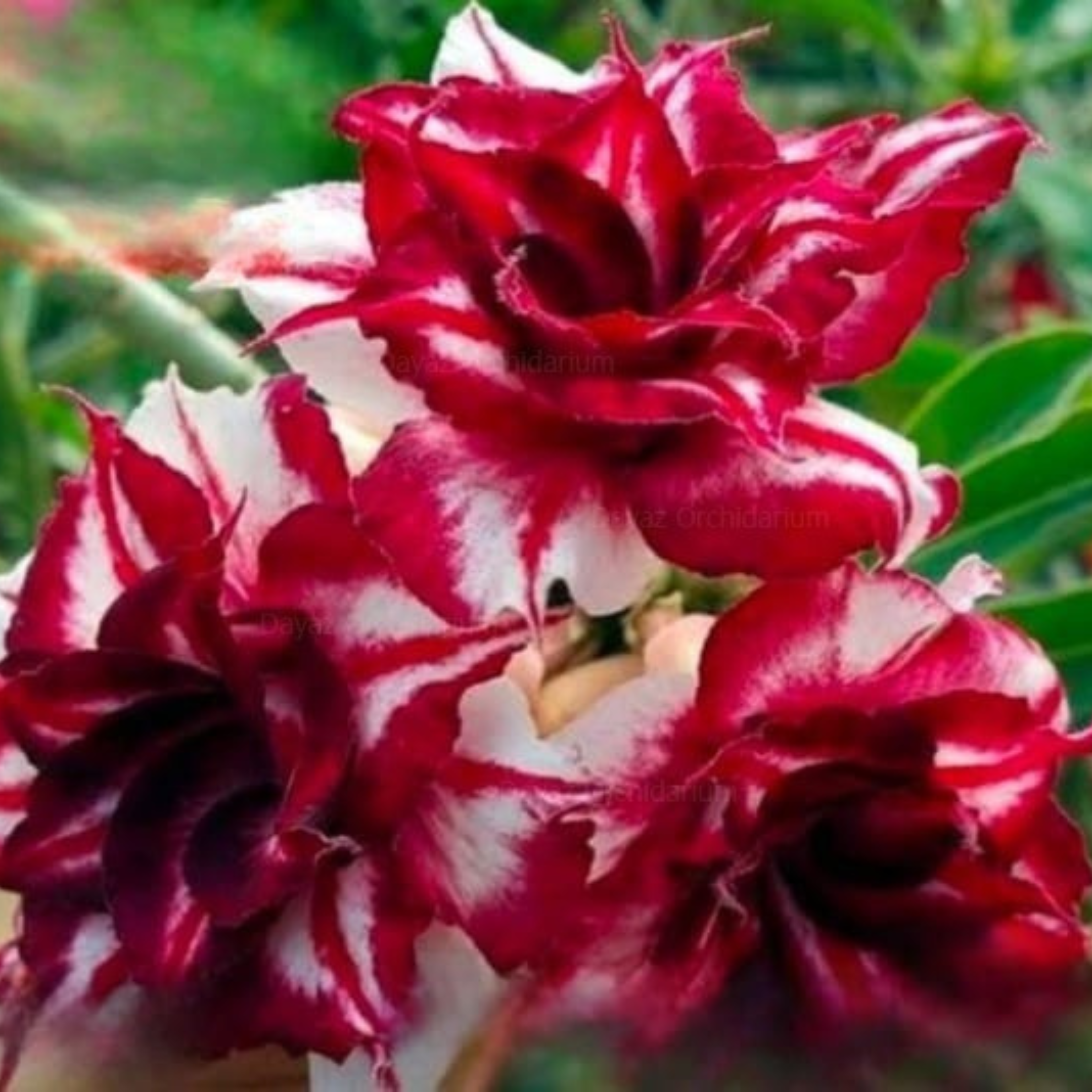 DZ Adenium Rosy 430 Flowering Live Plant