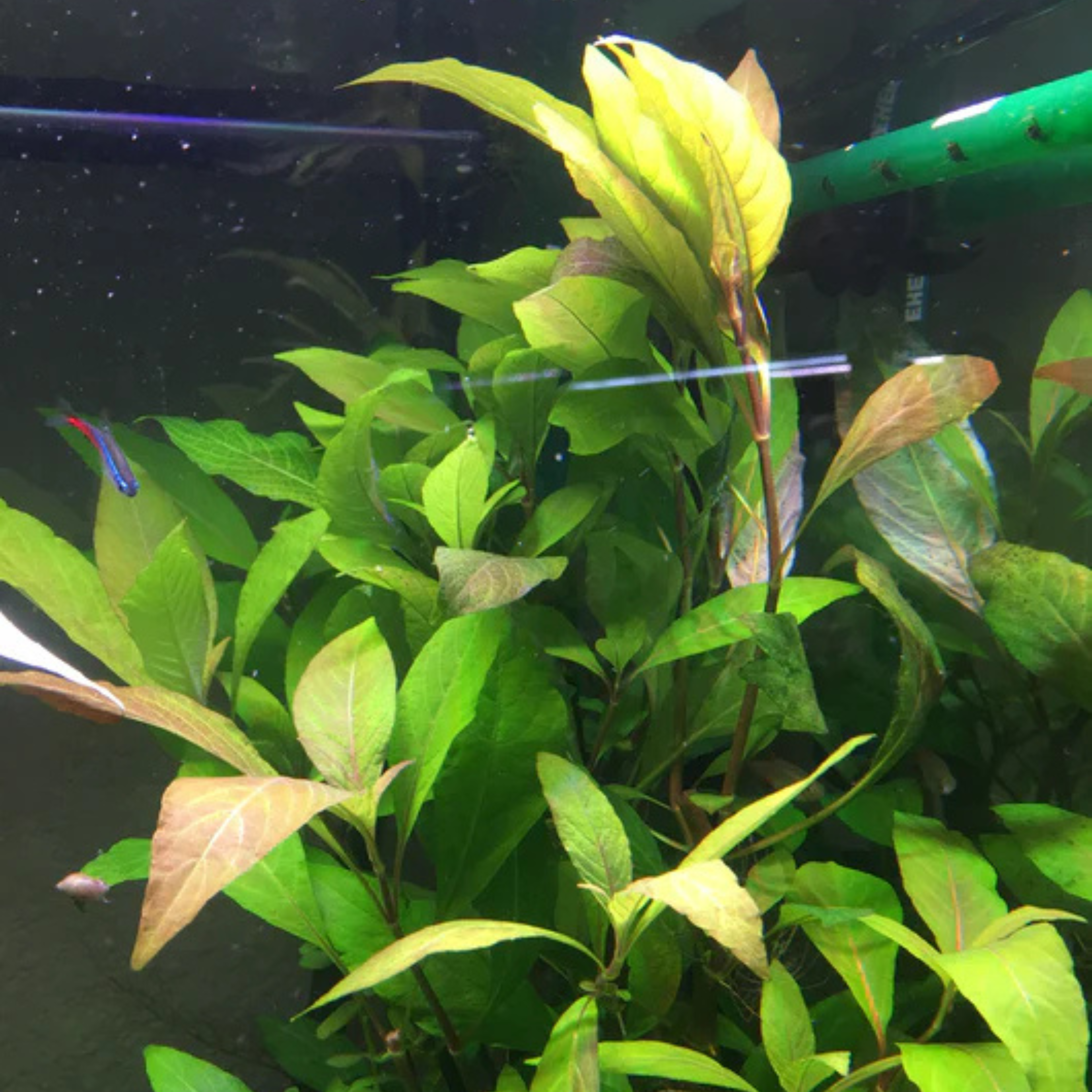 MRWP Hygrophila Corymbosa 'Stricta' Aquarium Live Plant - view 2