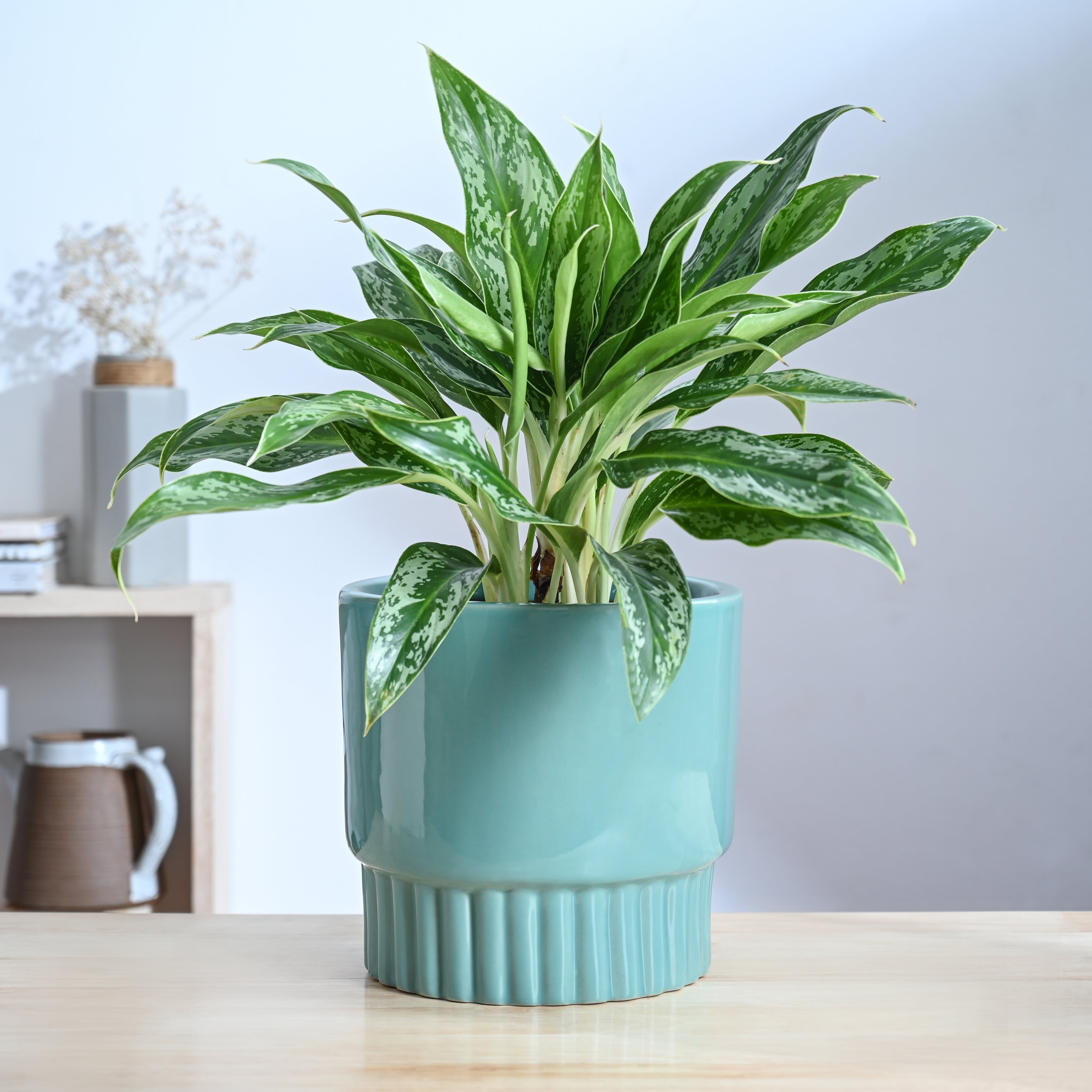 Ugaoo Immortal Nights Ceramic Planter