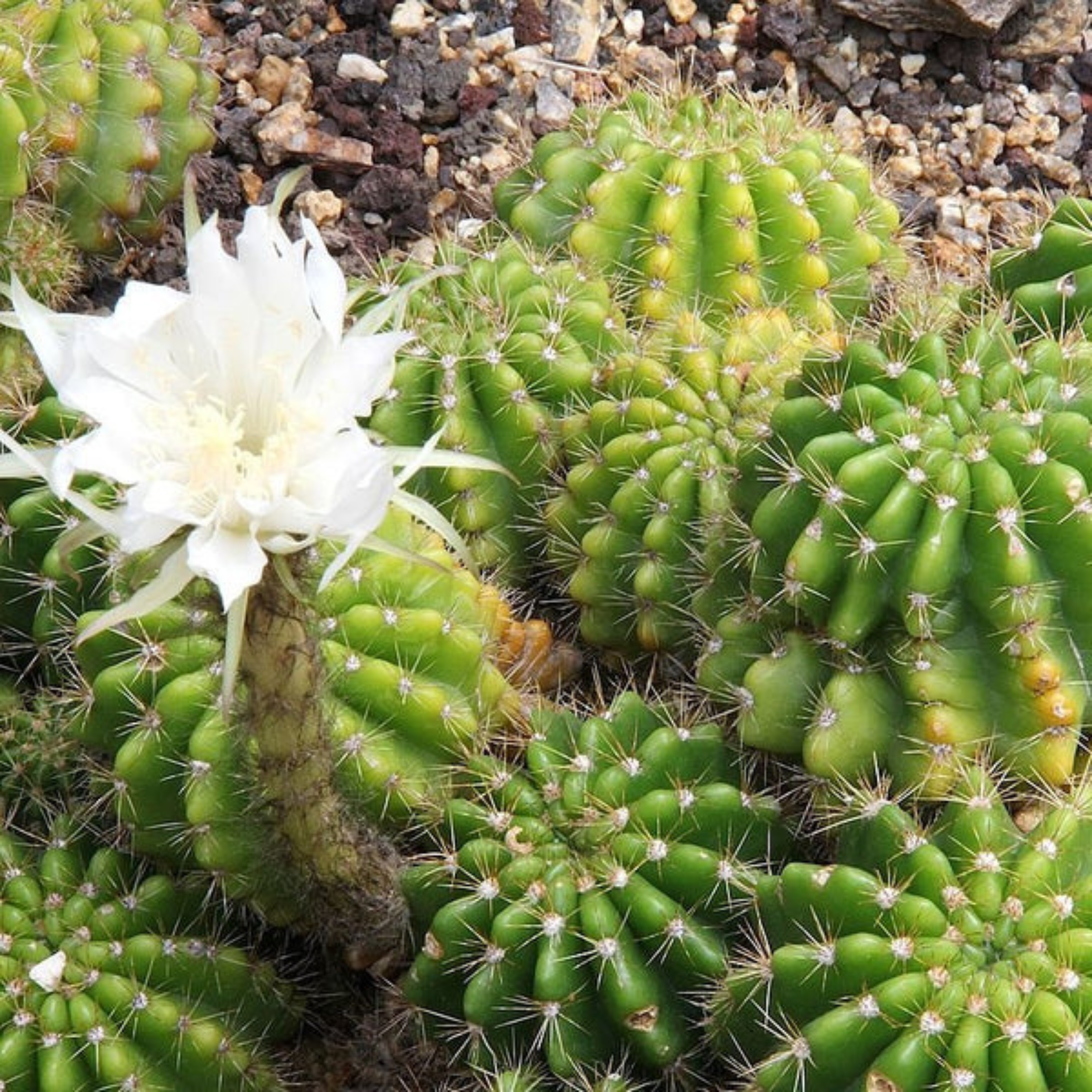 DZ Echinopsis Calochlora Cactus