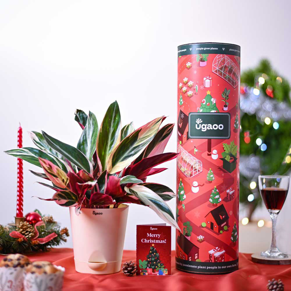 Ugaoo Stromanthe Triostar Plant Christmas Hamper