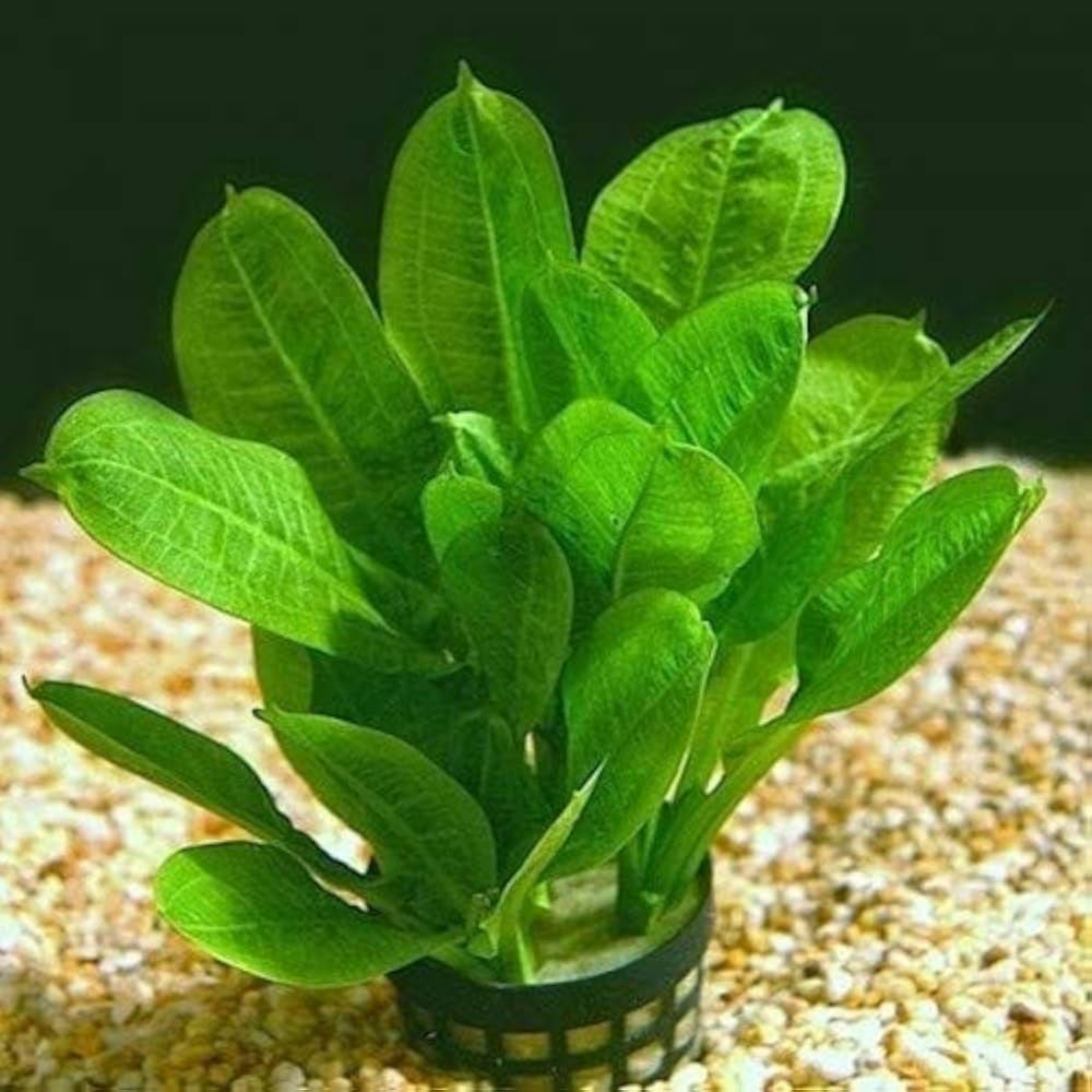 MRWP Argentine Sword Plant (Echinodorus argentinensis) Aquarium Live Plant