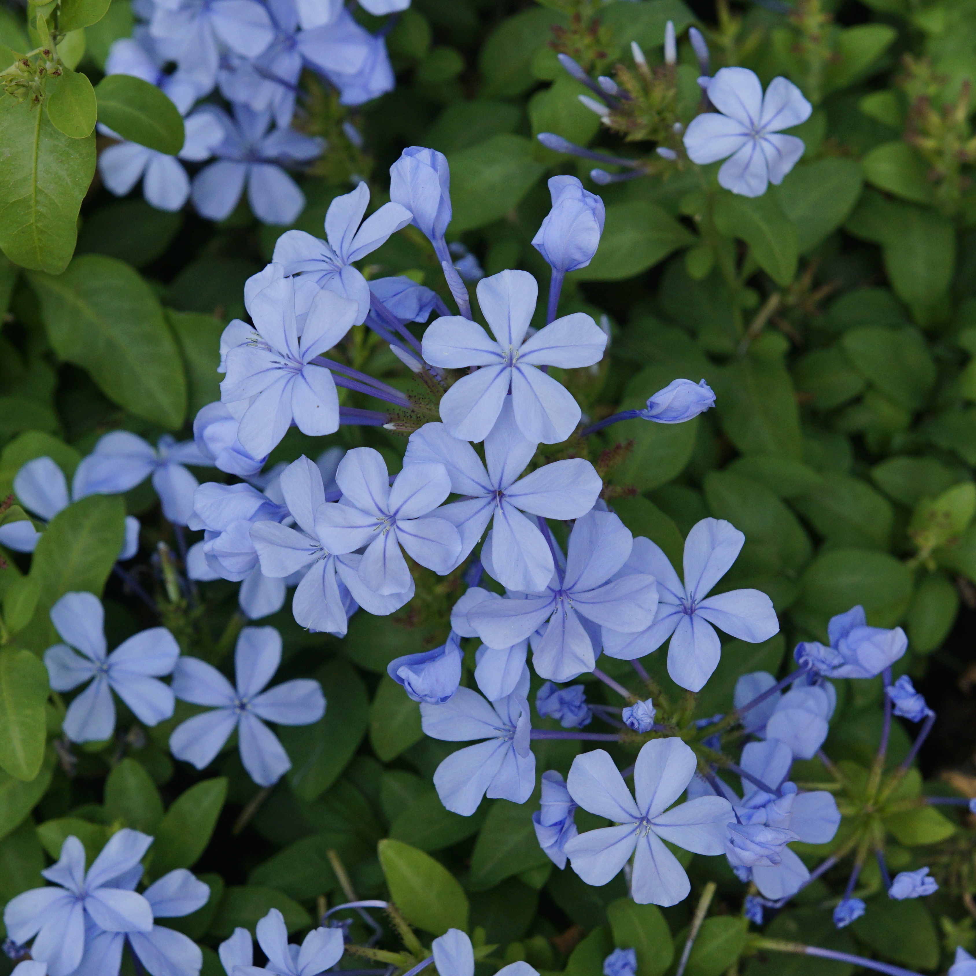 DZ Blue Koduveli (Plumbago Blue) Chitrak Medicinal / Flowering Live Plant