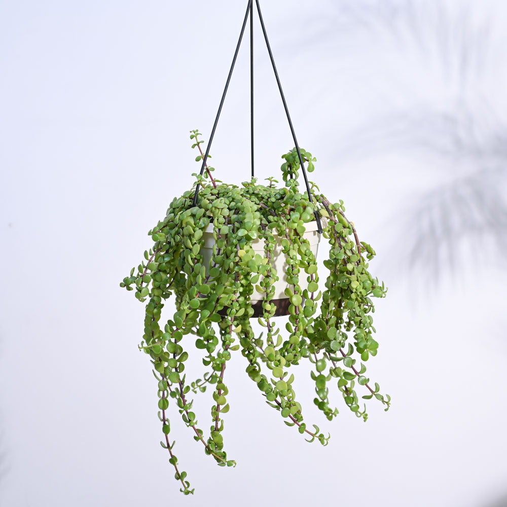 Jade with hanging – Ugaoo Trailing Jade(Weeping Jade) With Hanging Pot
