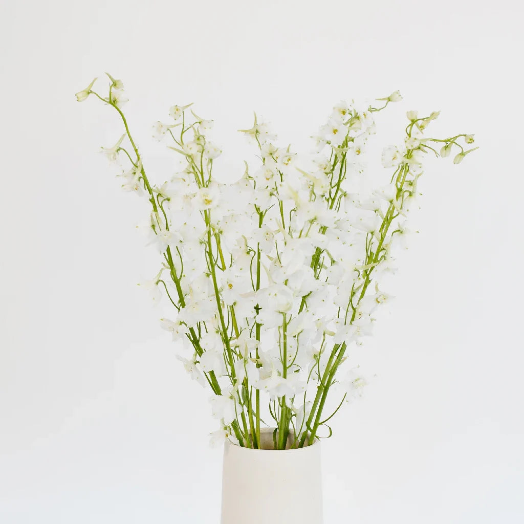 FiftyFlowers Royal White Delphinium Flowers