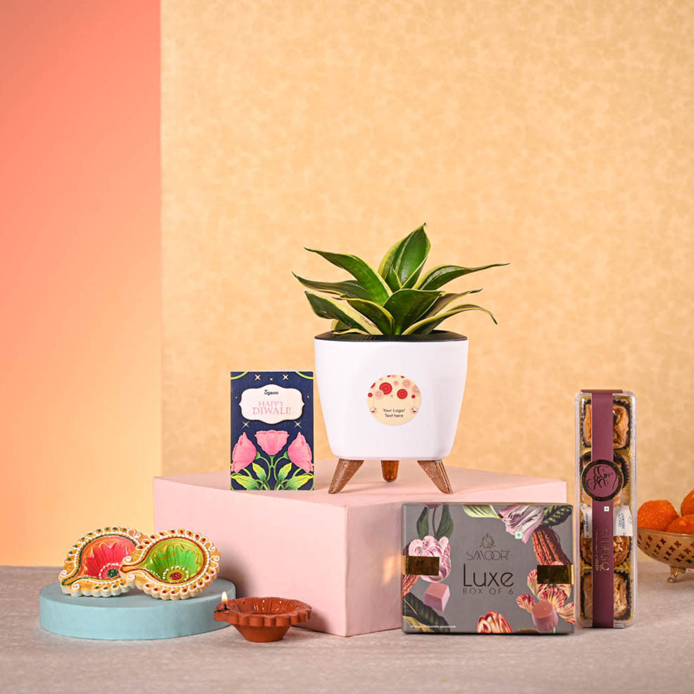 Ugaoo Snake Plant - Golden Hahnii Diwali Gift Hamper