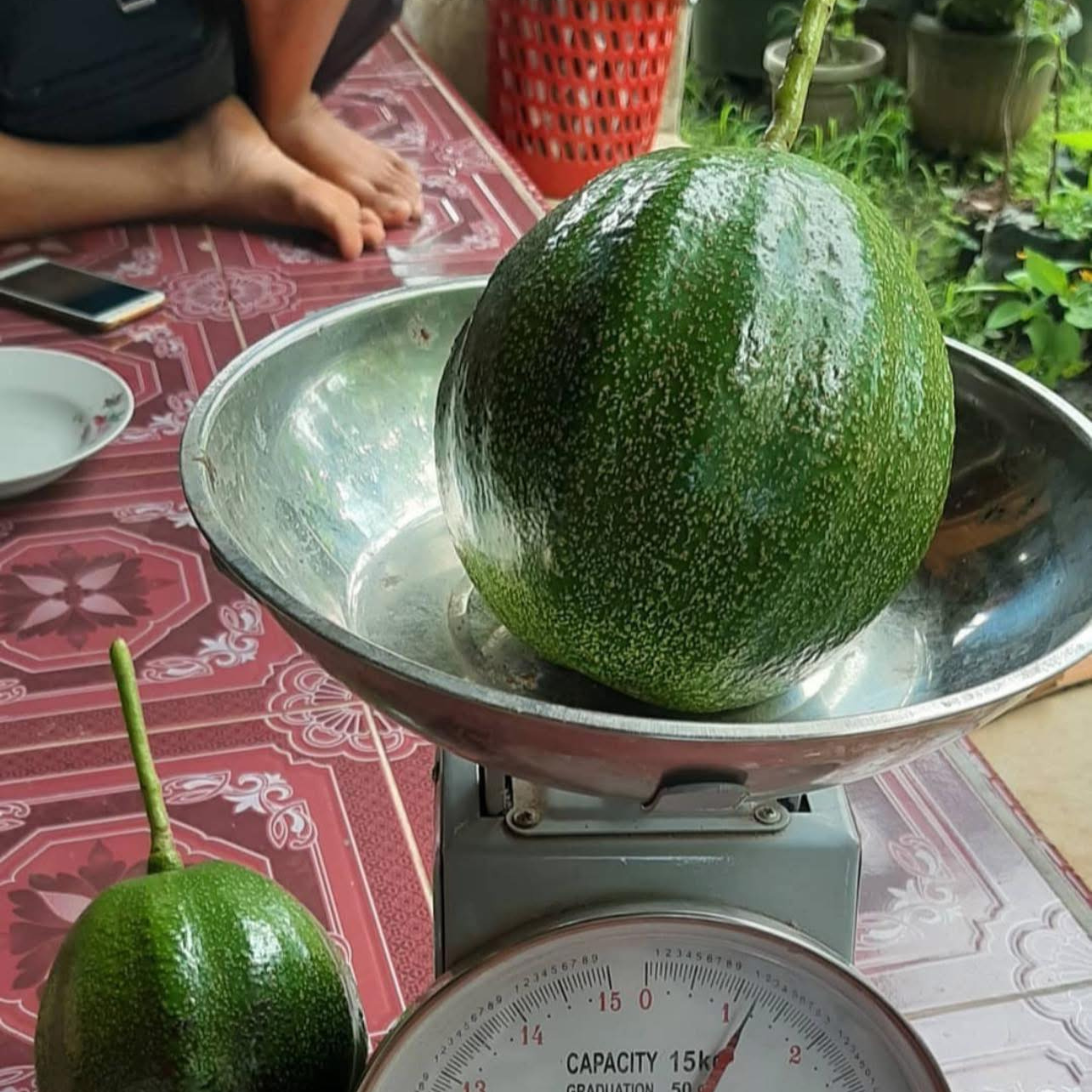 VL Kendil Avocado (Persea americana) Grafted Live Plant - view 2