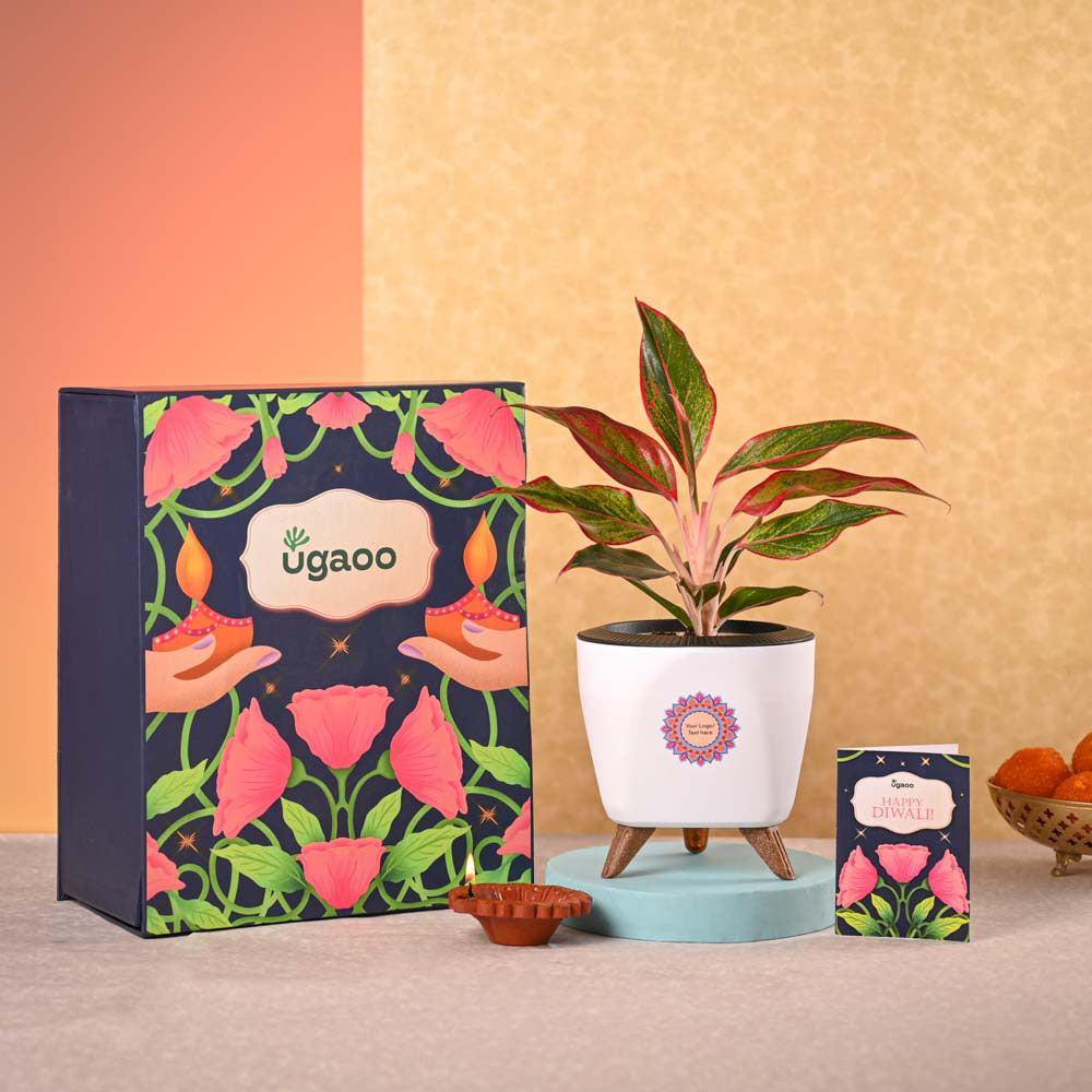 Ugaoo Aglaonema Red Plant & Phool Diwali Gift Hamper - view 2