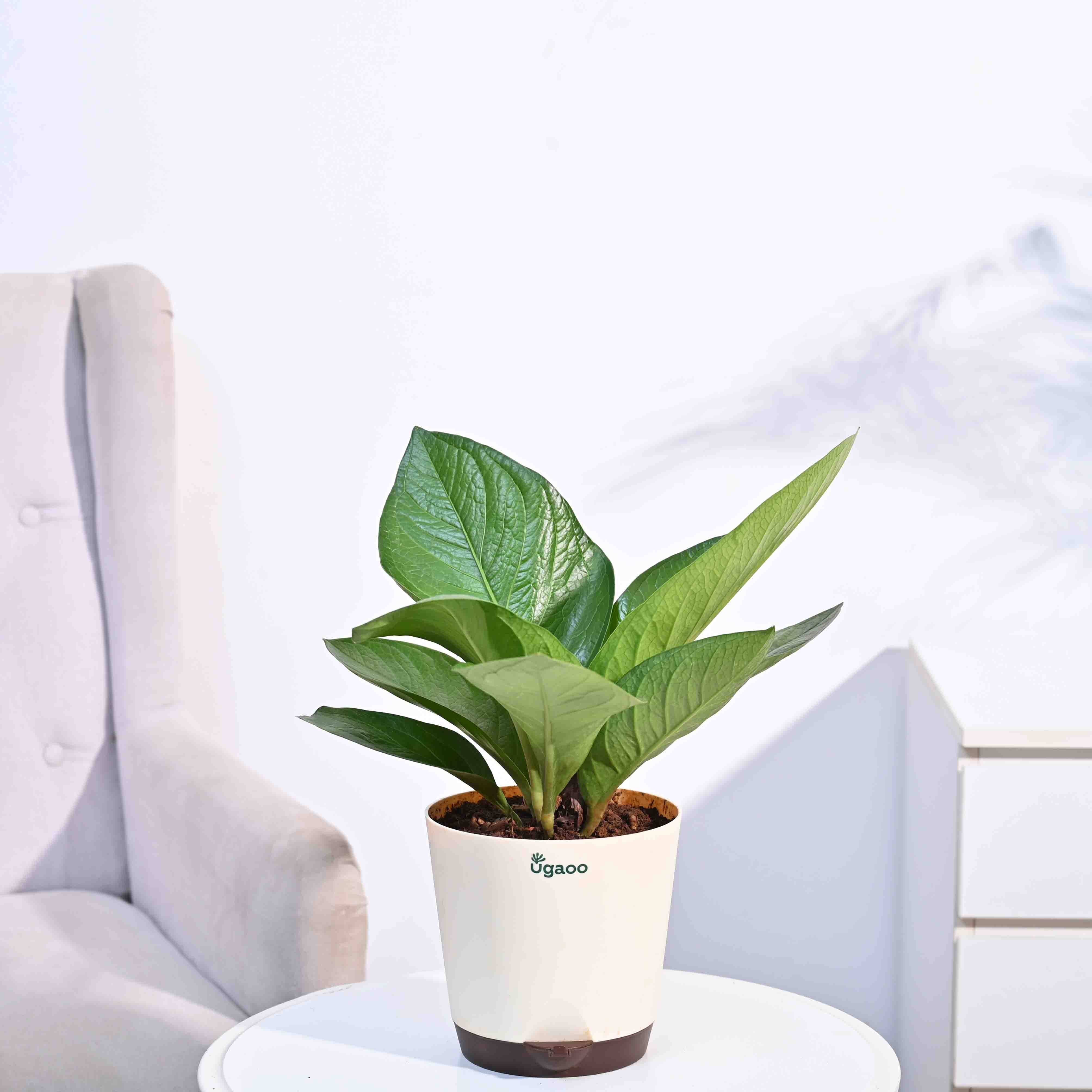 Ugaoo Anthurium jenmanii - Large