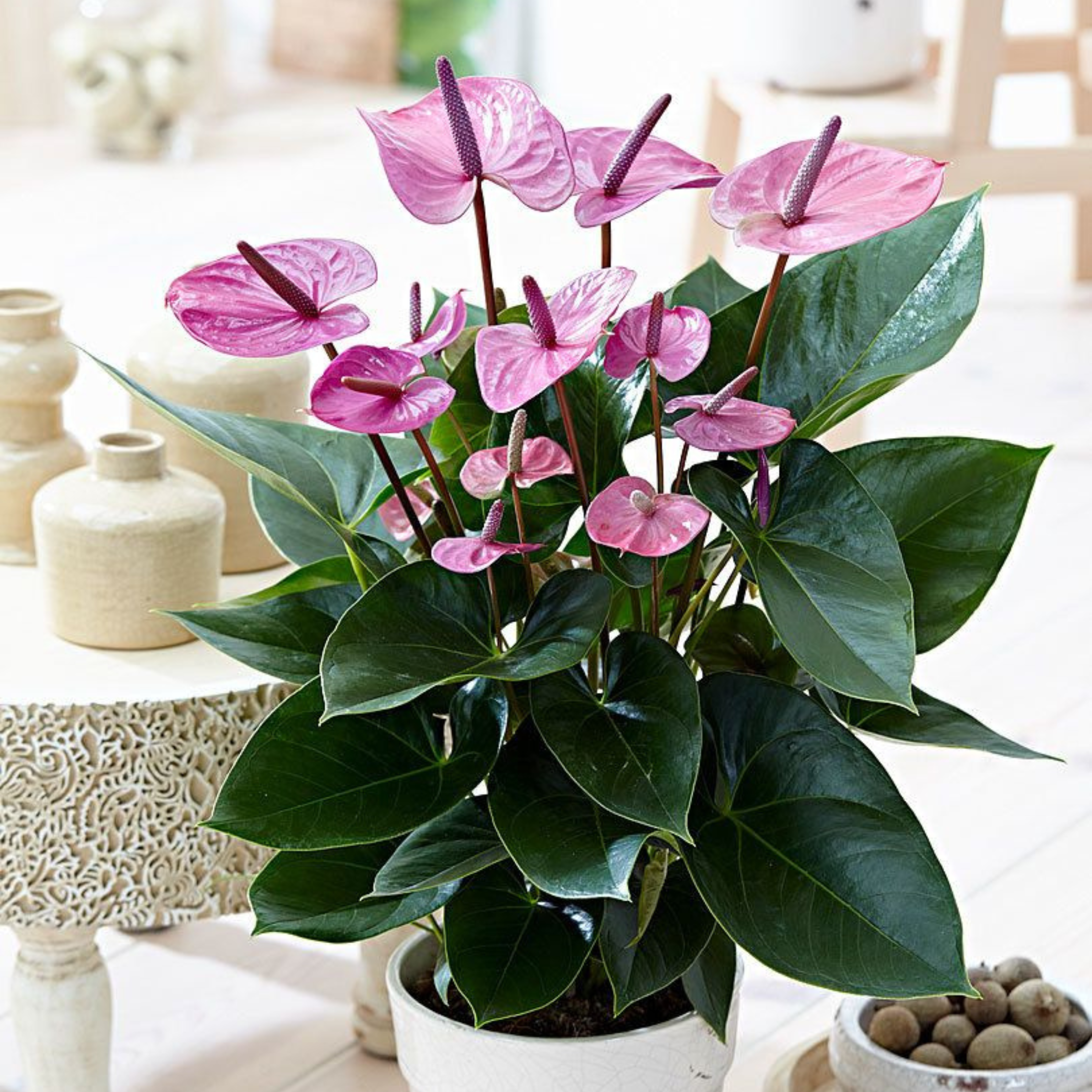 DZ Dwarf Anthurium Cavalli Indoor/Outdoor Live Plant - view 2