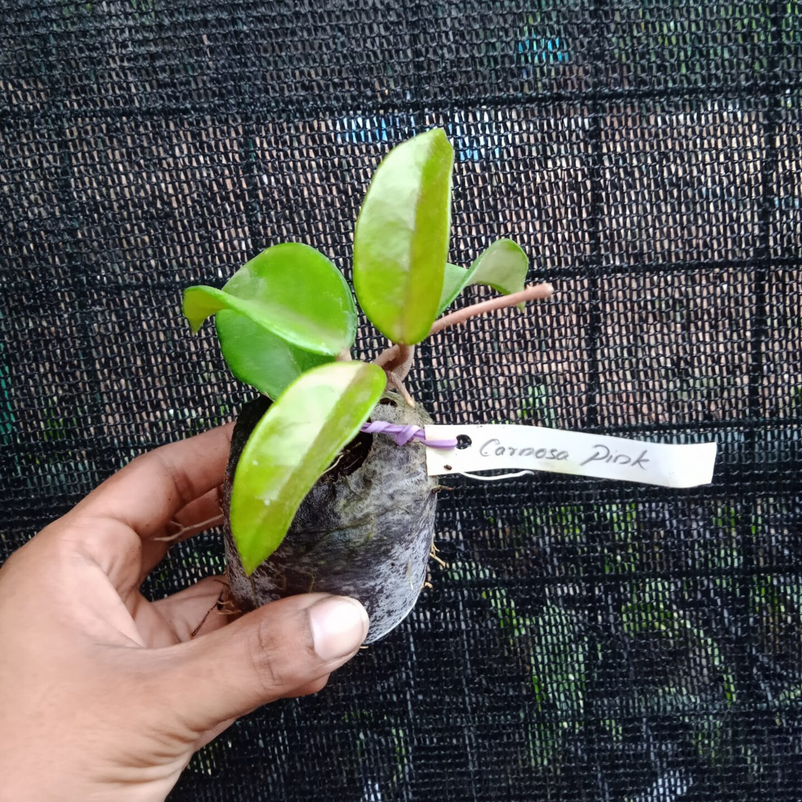 DZ Hoya Carnosa Pink
