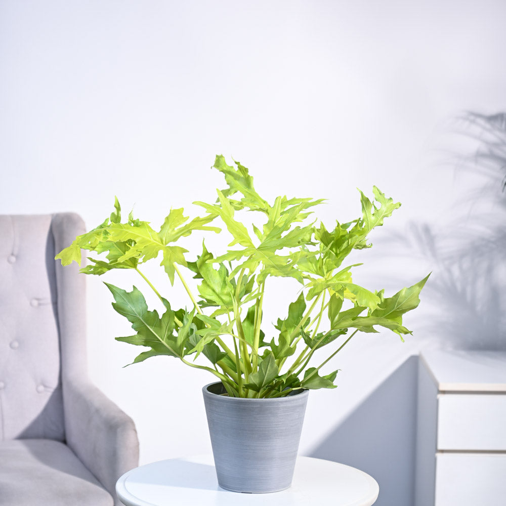 Ugaoo Philodendron Selloum Golden Plant - view 35