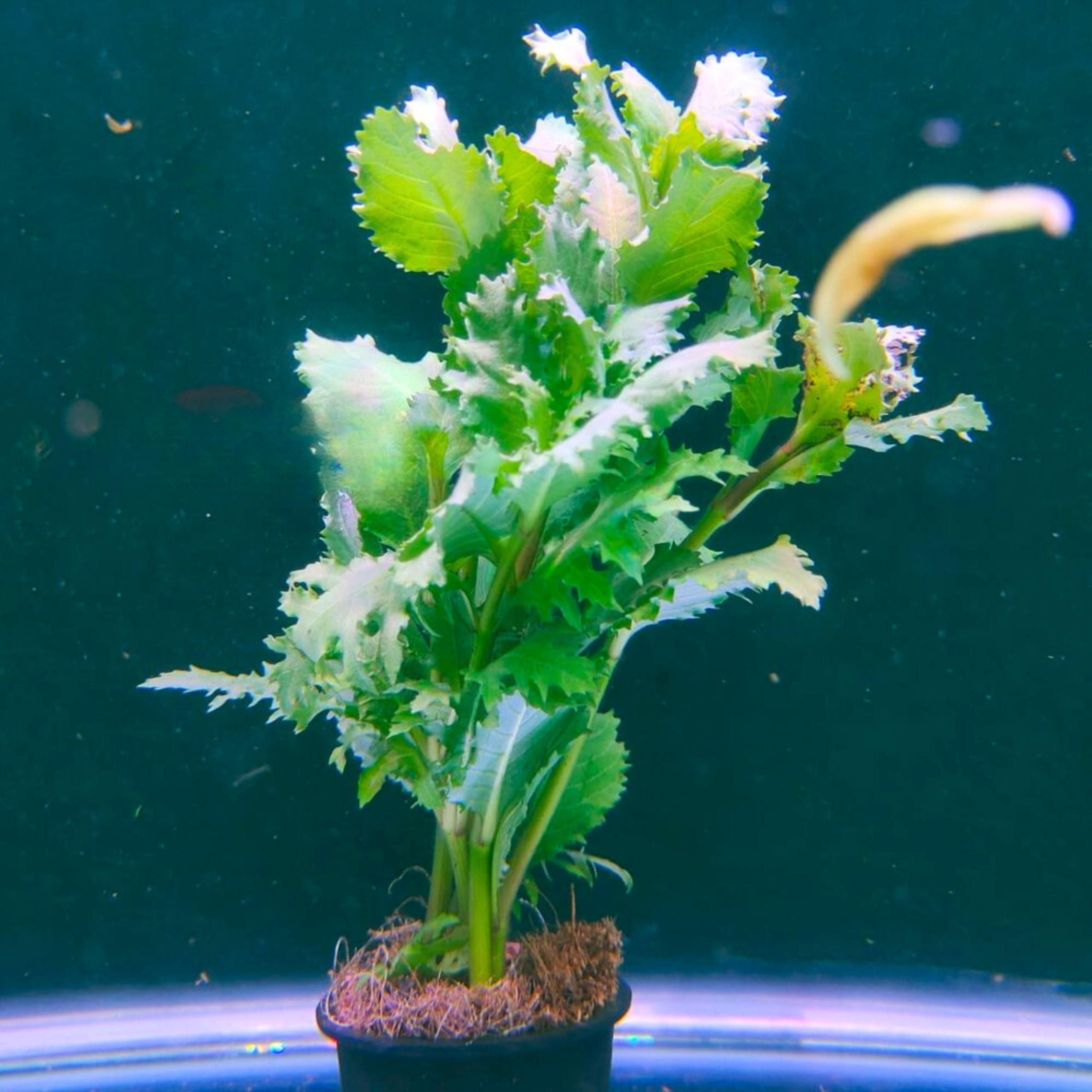 MRWP Water Wisteria (Hygrophila difformisa) Aquarium Live Plant - view 2