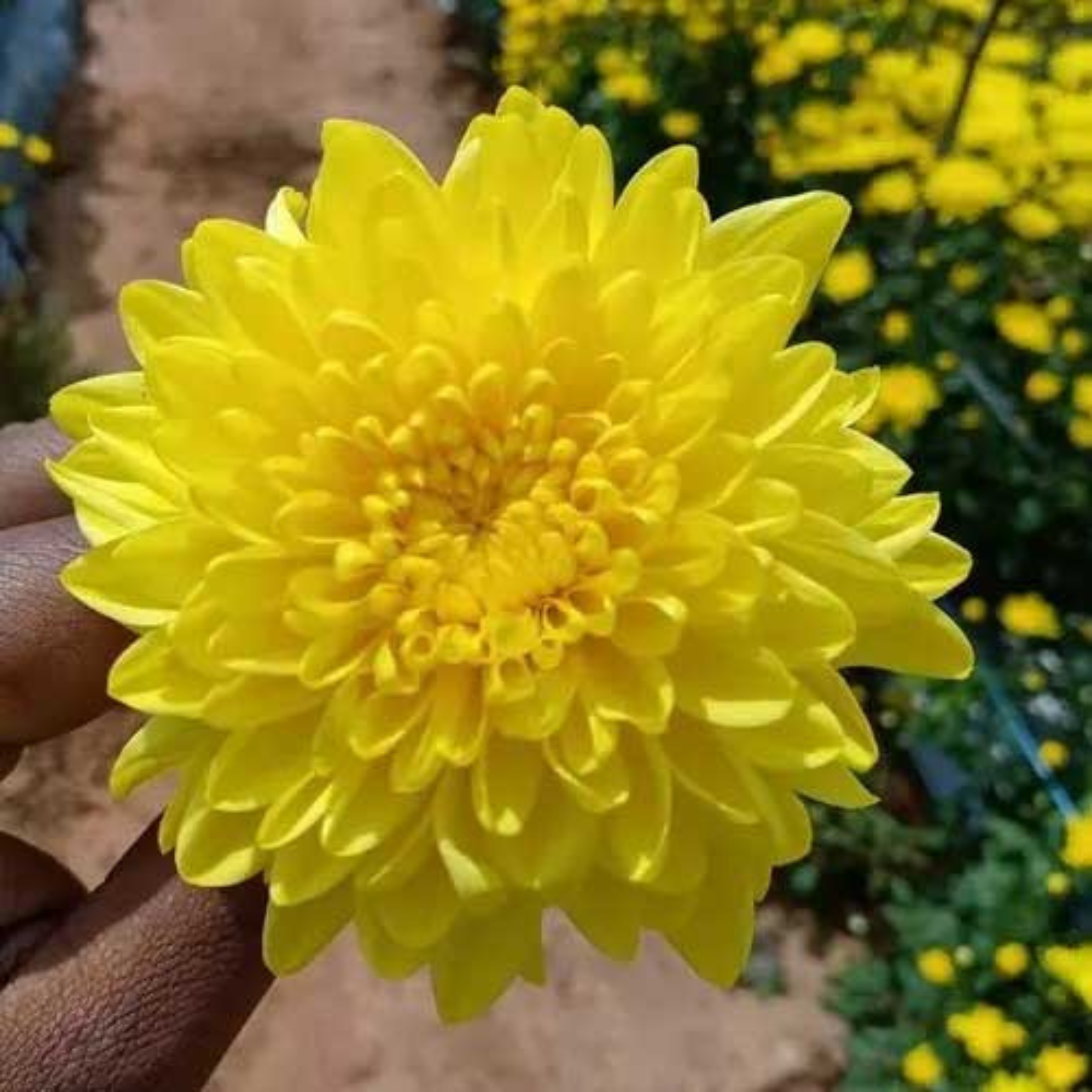DZ Chrysanthemum Yellow Flowering Live Plant