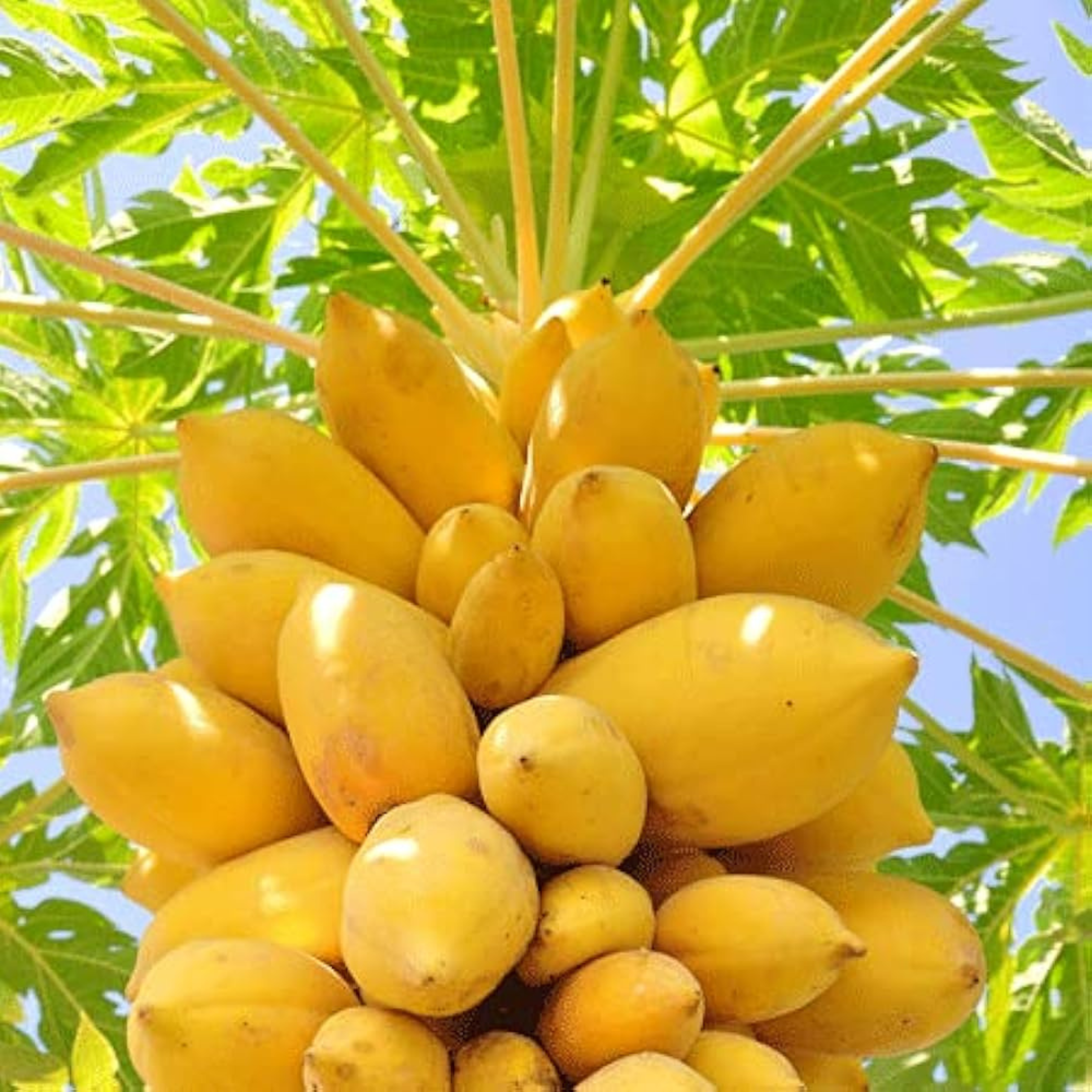 MR Vietnam Yellow Papaya Fruit Live Plant