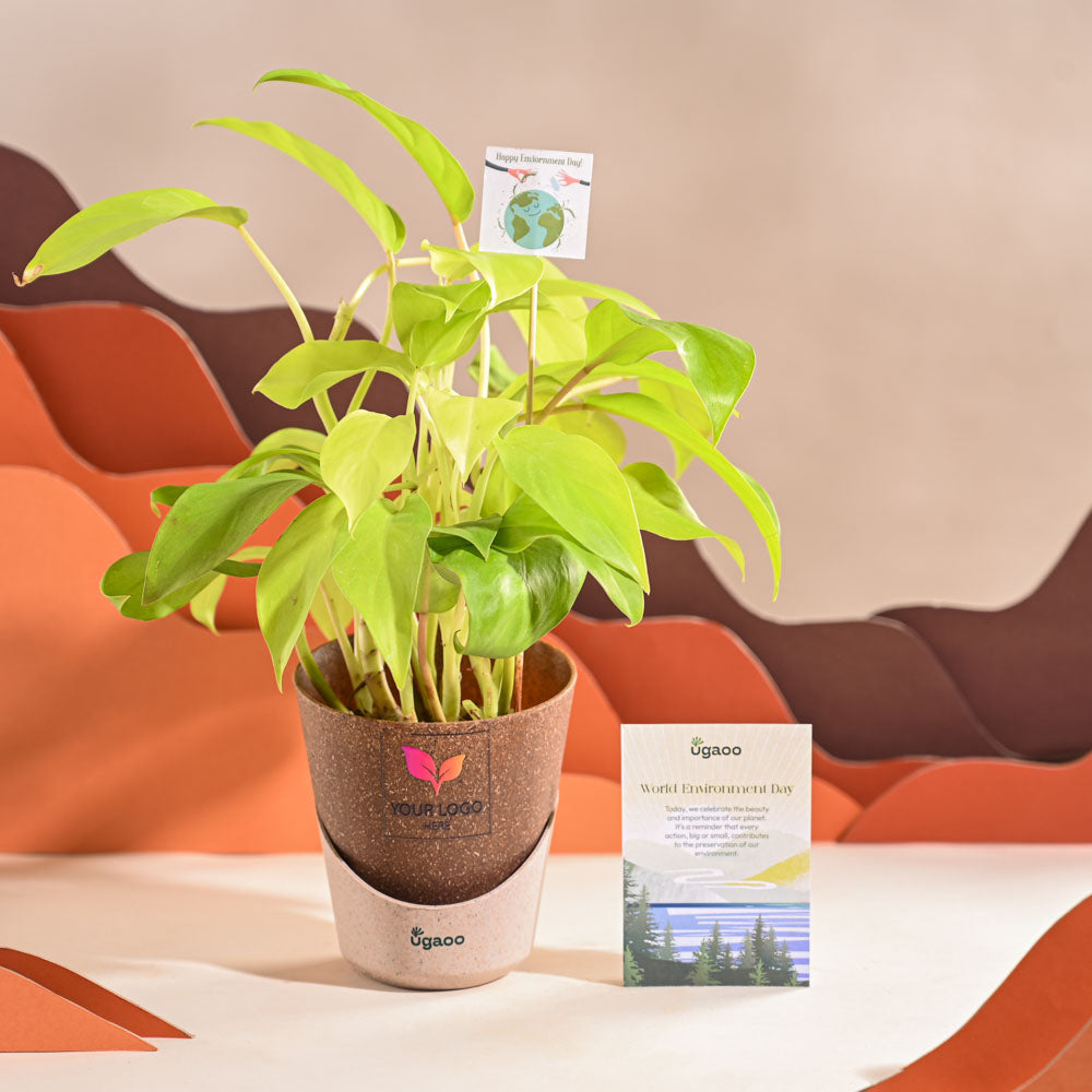 Ugaoo Philodendron Ceylon Golden Plant For Environment Day Gifting - view 32