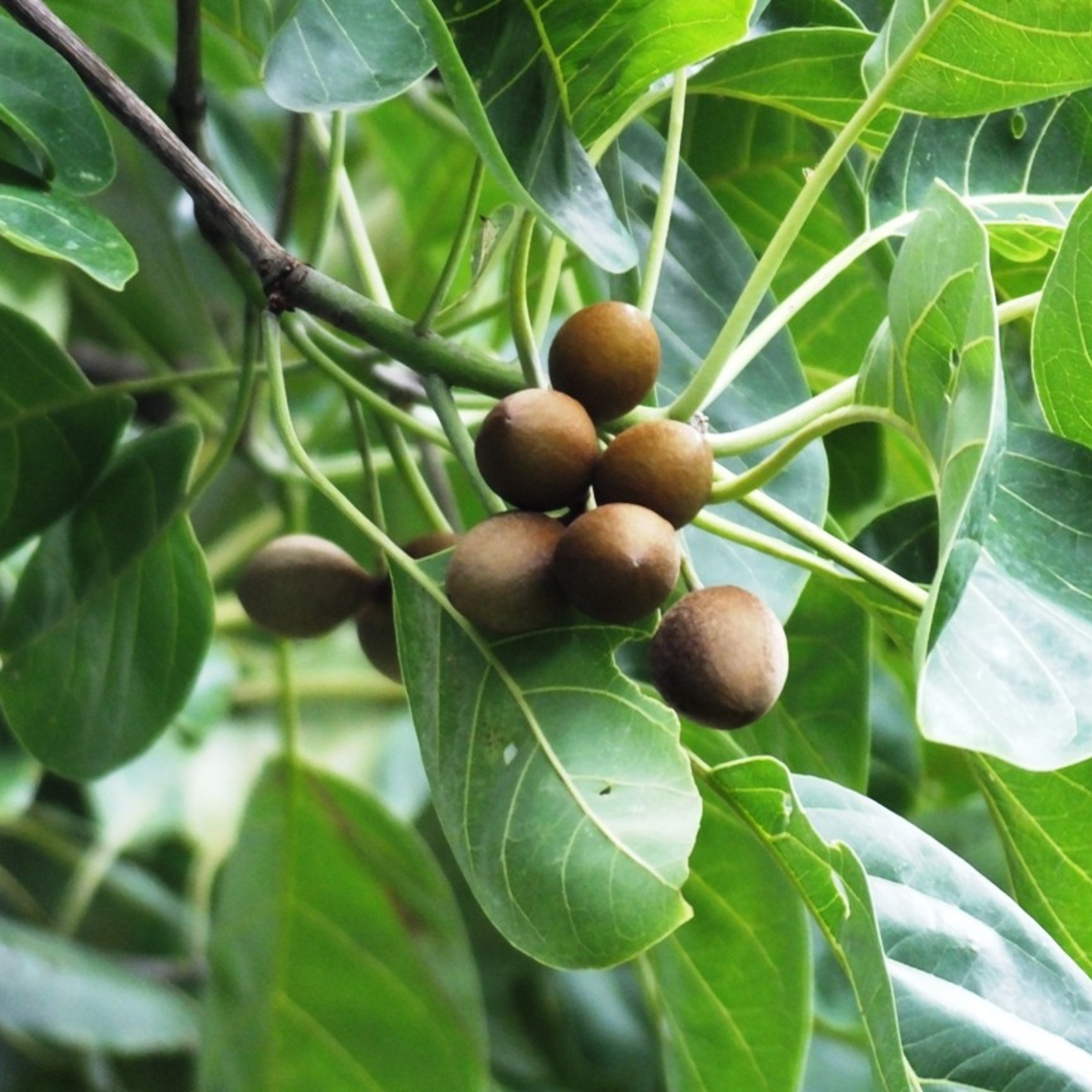 DZ Bahera / Beach Almond (Terminalia bellirica) Medicinal Live Plant - view 3