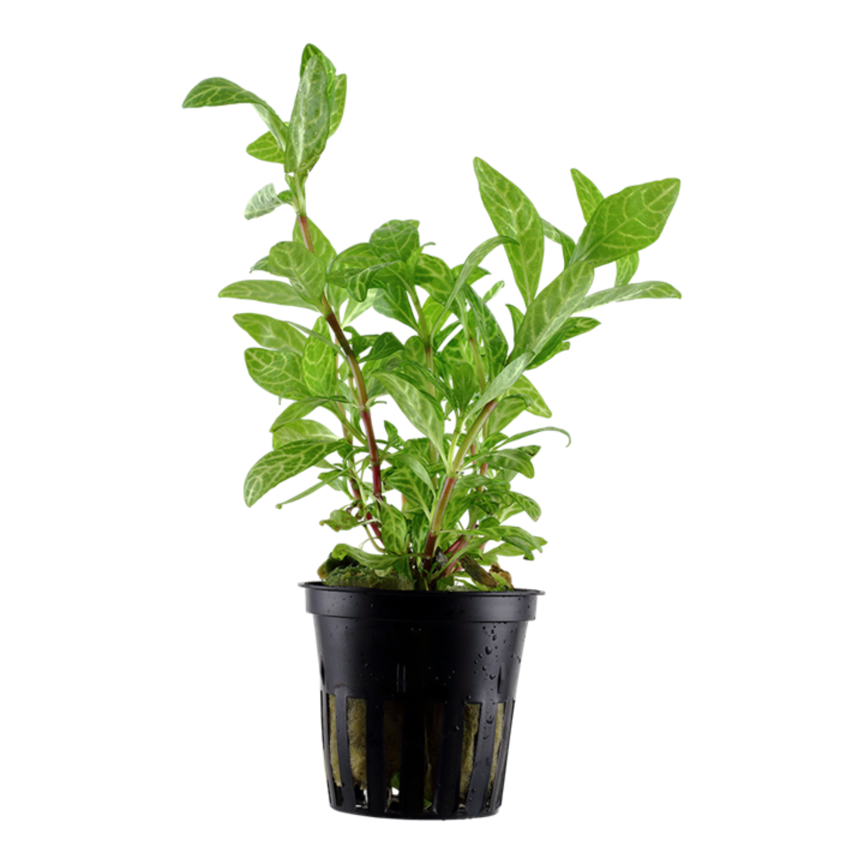 MRWP Hygrophila Polysperma Rosanervig Aquarium Live Plant - view 4